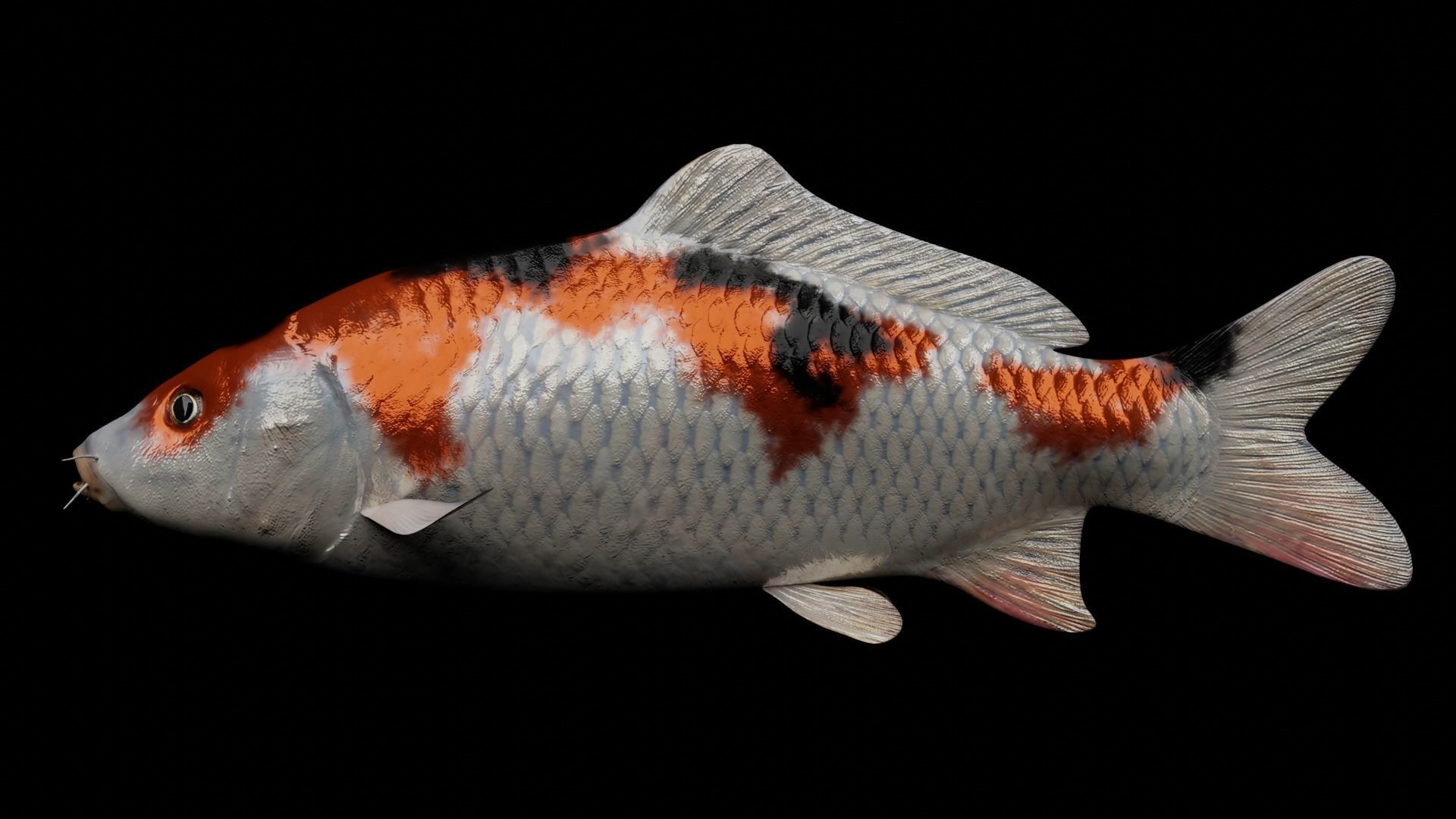 Koi fish Low-poly 3D model_13