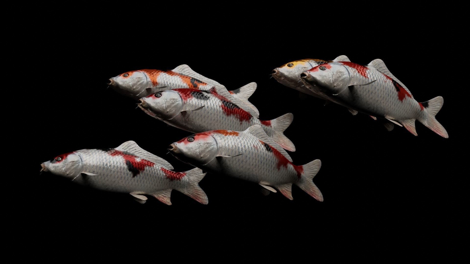 Koi fish Low-poly 3D model_33
