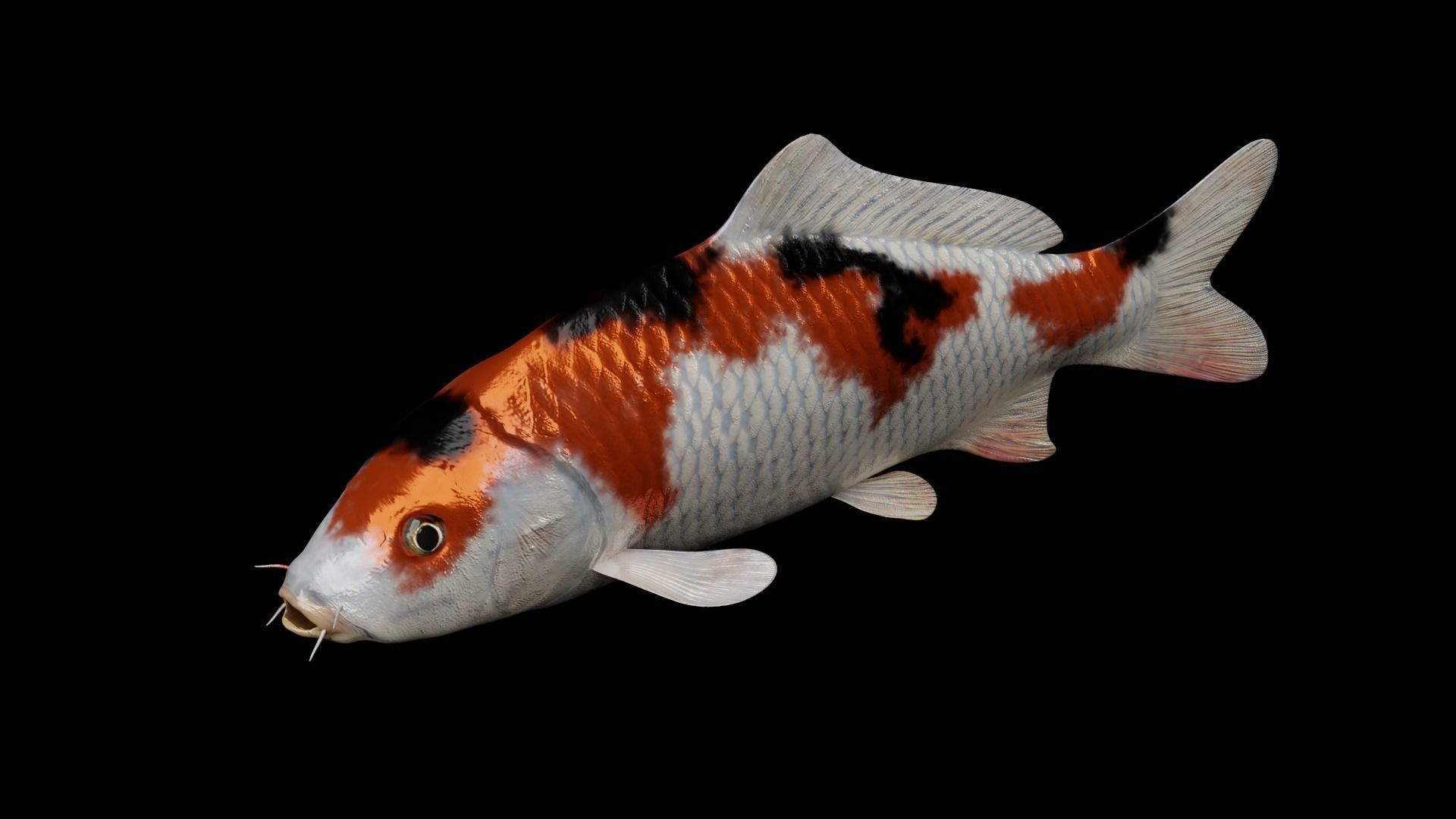 Koi fish Low-poly 3D model_8