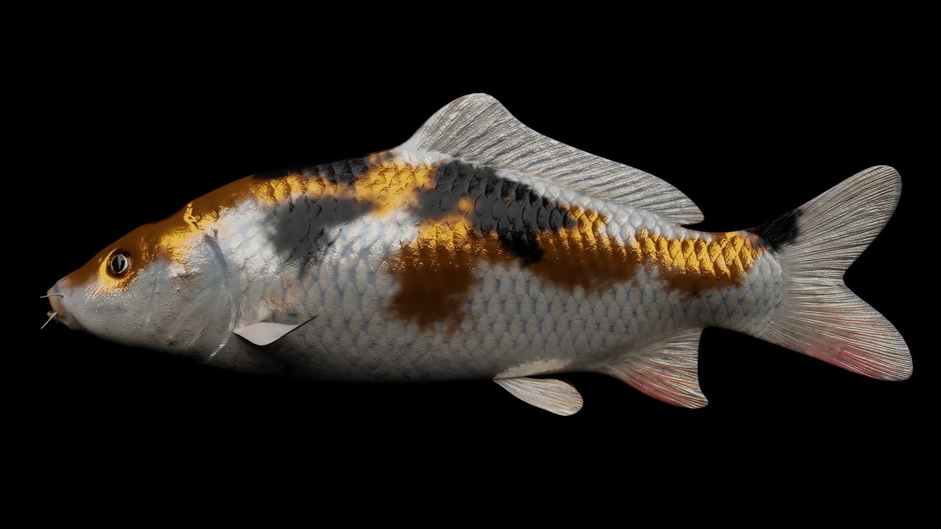 Koi fish Low-poly 3D model_15