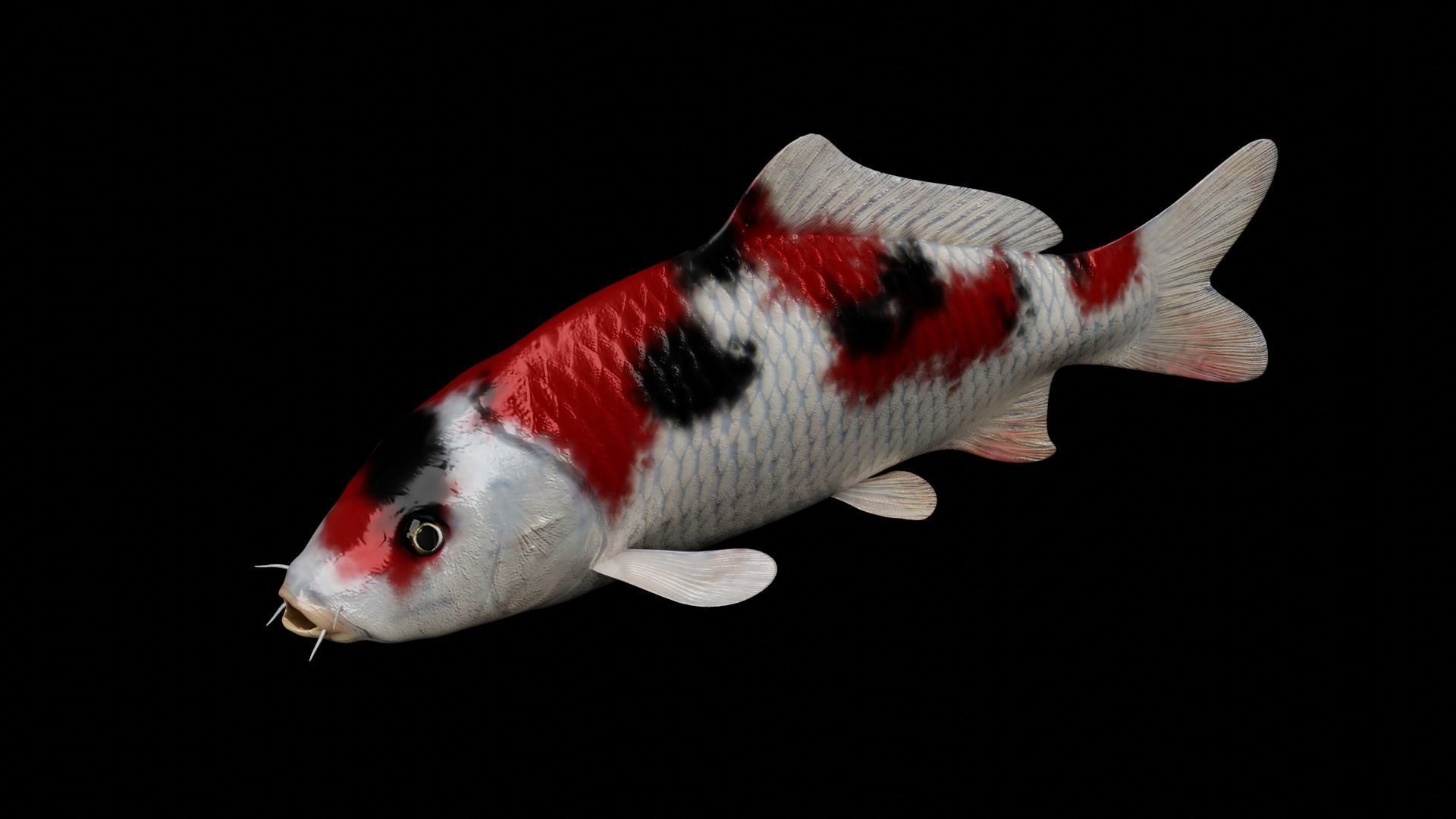 Koi fish Low-poly 3D model_9