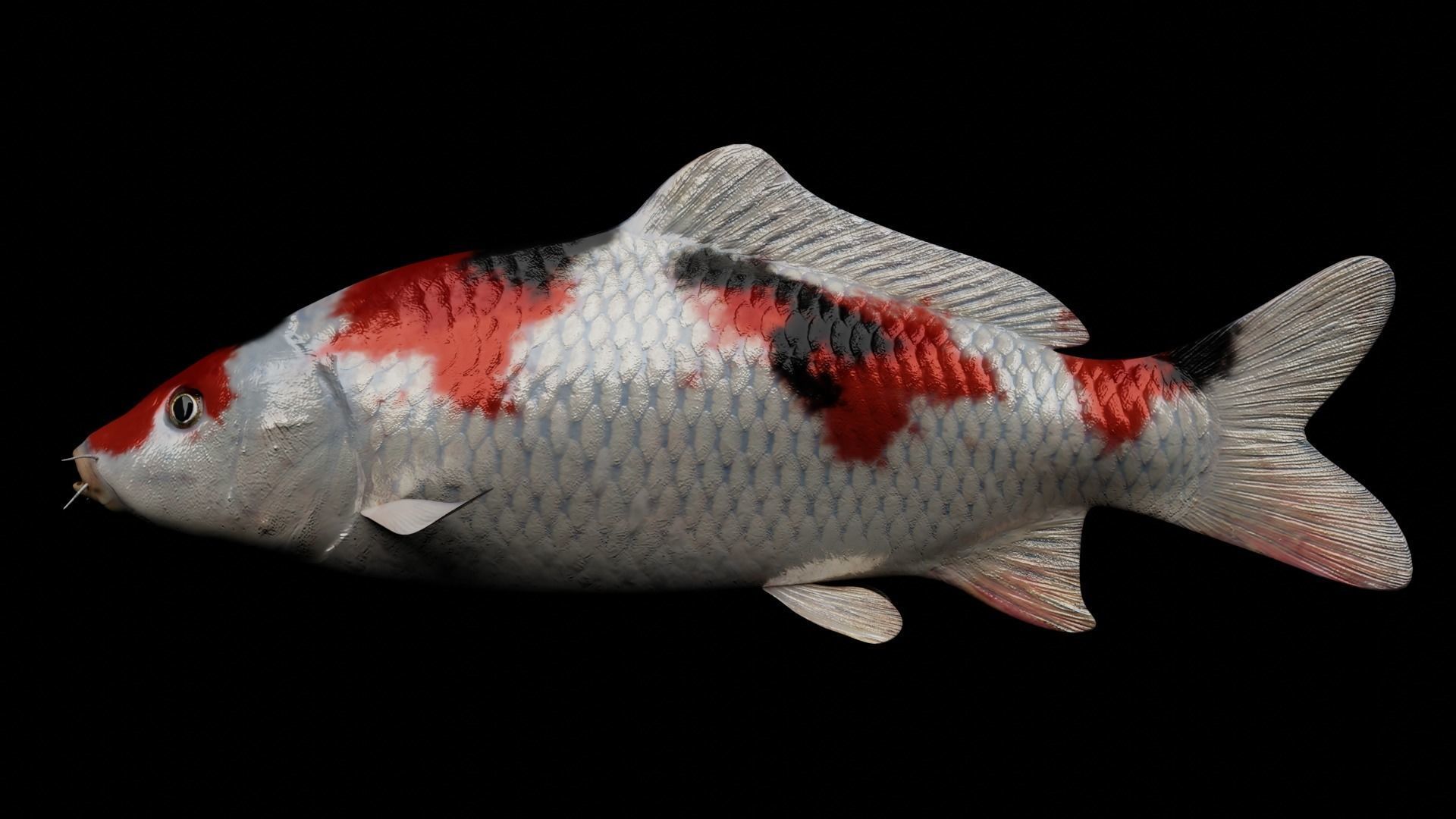 Koi fish Low-poly 3D model_14