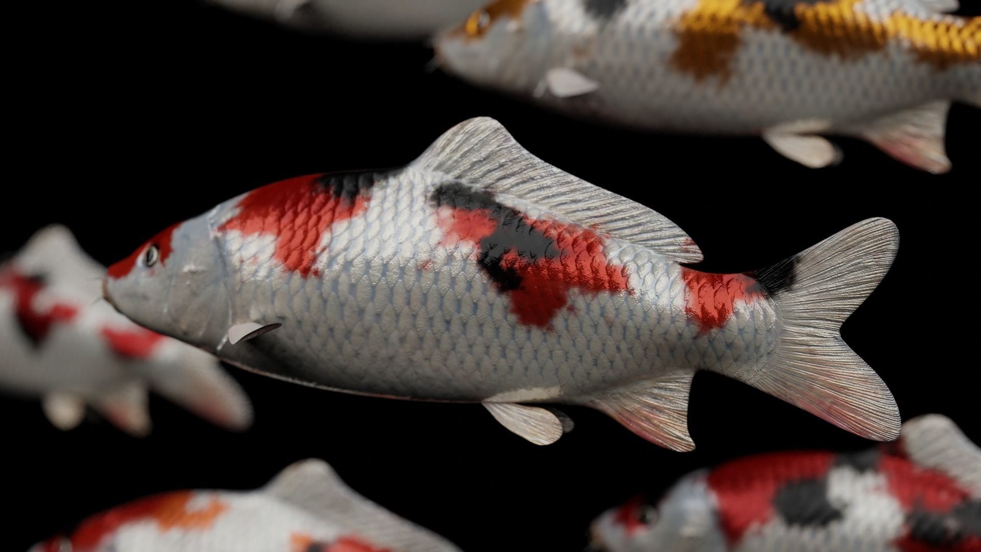 Koi fish Low-poly 3D model_29