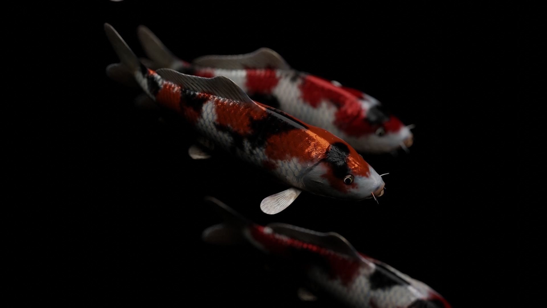 Koi fish Low-poly 3D model_36