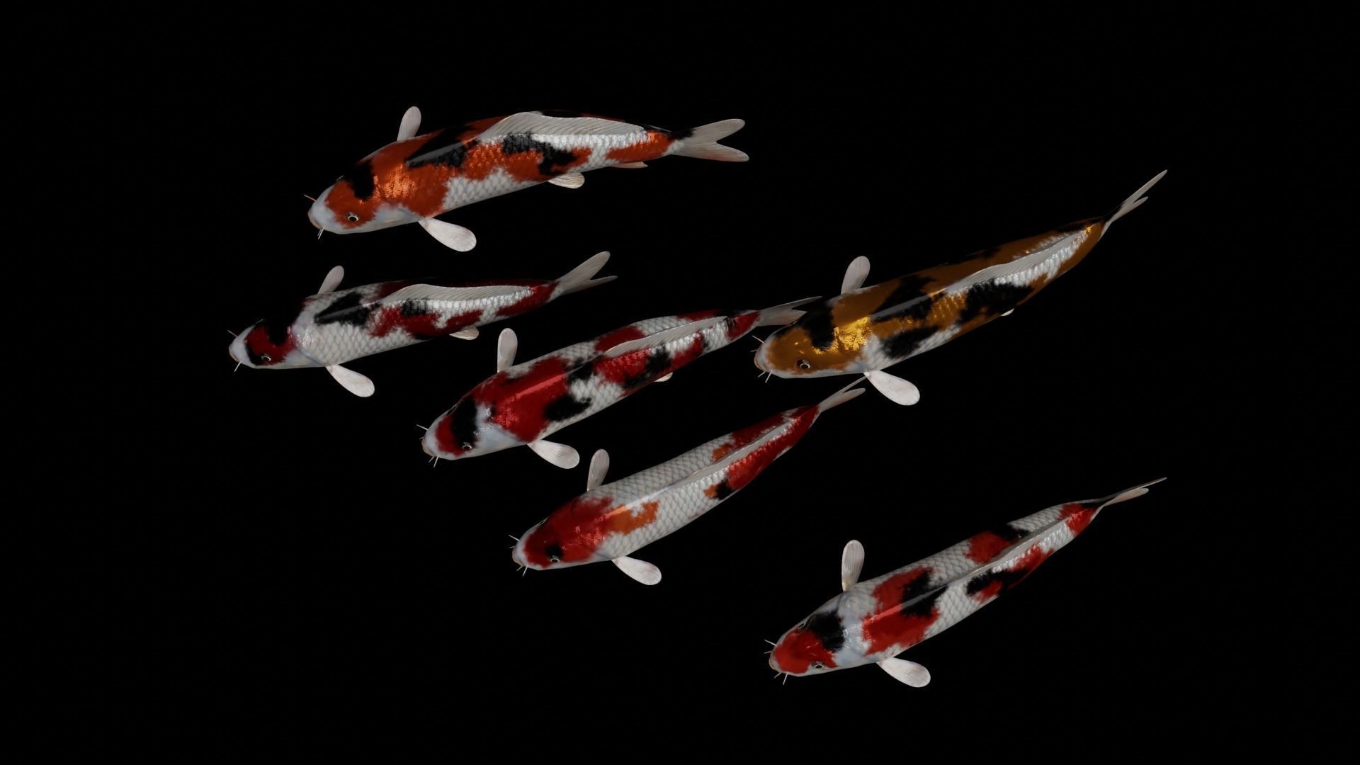 Koi fish Low-poly 3D model_17