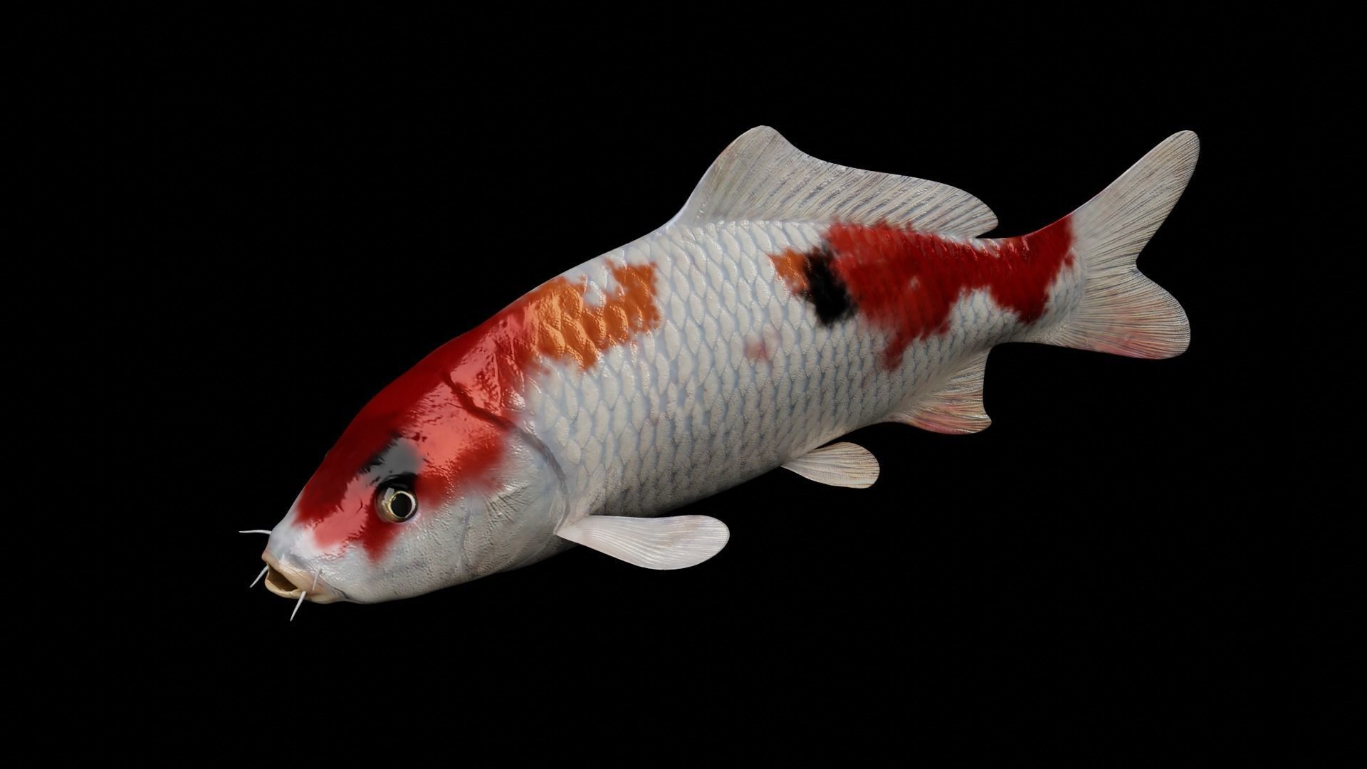 Koi fish Low-poly 3D model_7