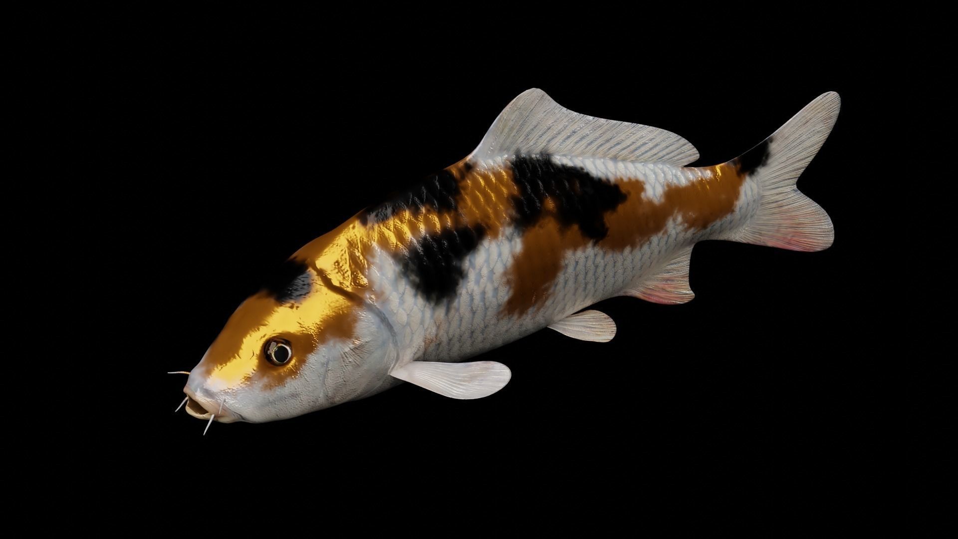 Koi fish Low-poly 3D model_6