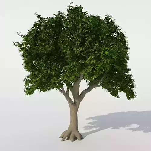 Tree with green leaves