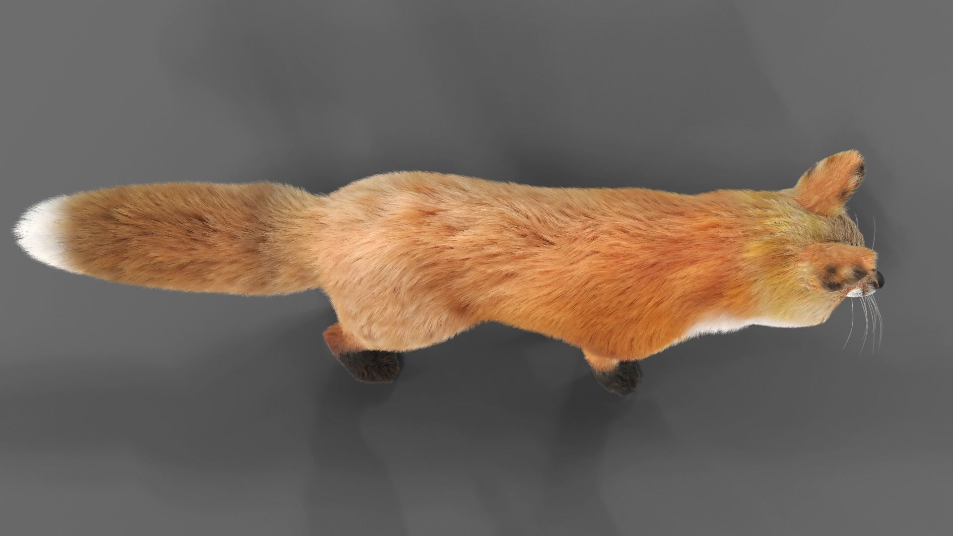 Fur Fox Rigged 02 Low-poly 3D model_8