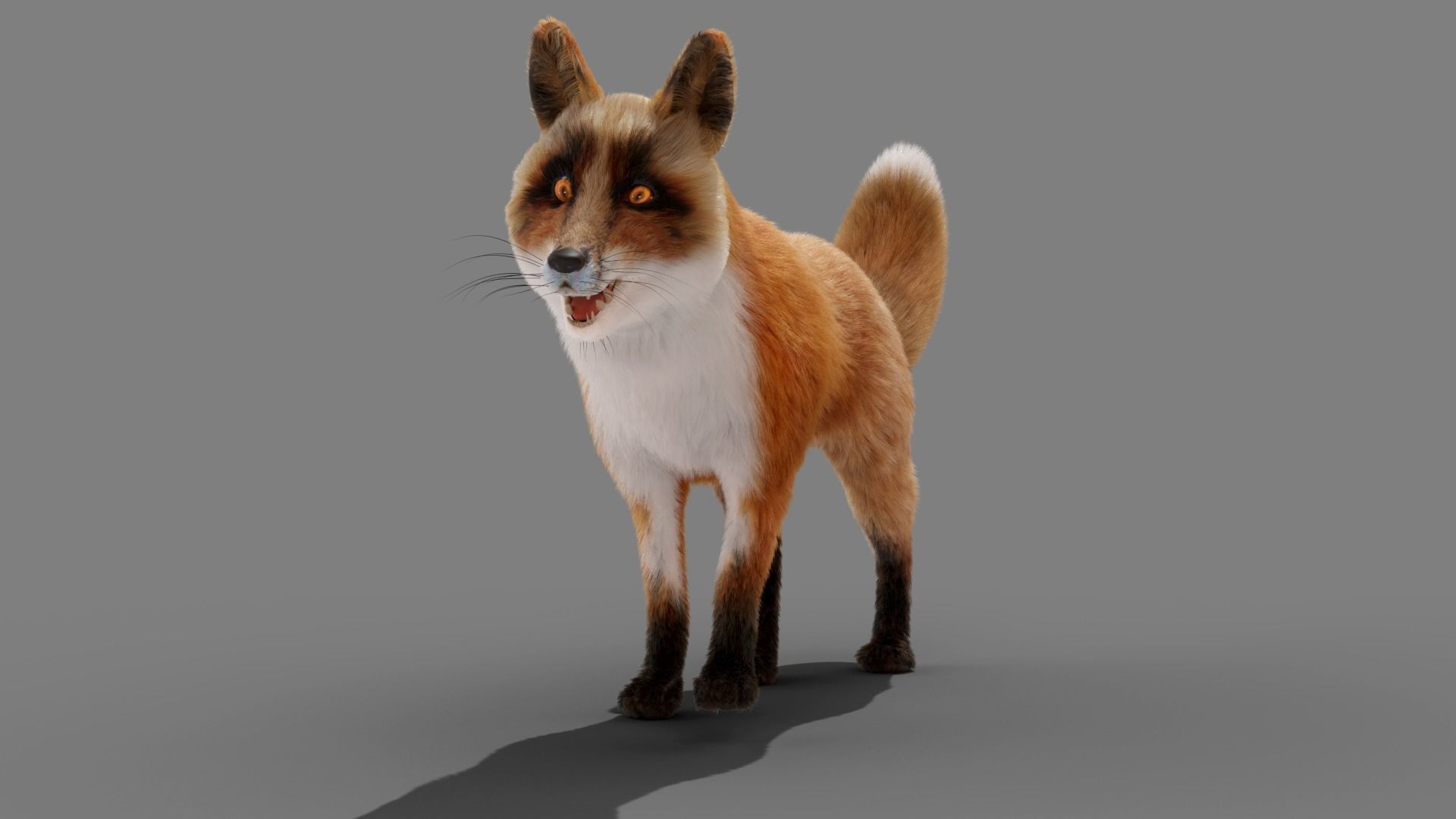 Fur Fox Rigged 02 Low-poly 3D model_2