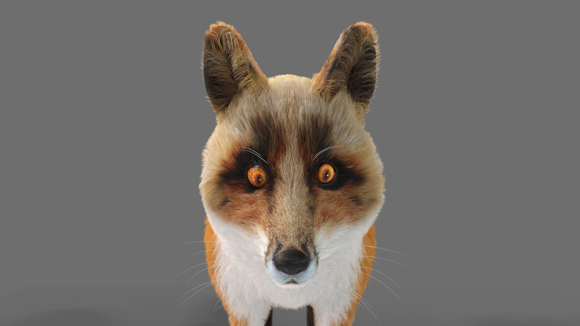 Fur Fox Rigged 02 Low-poly 3D model_5