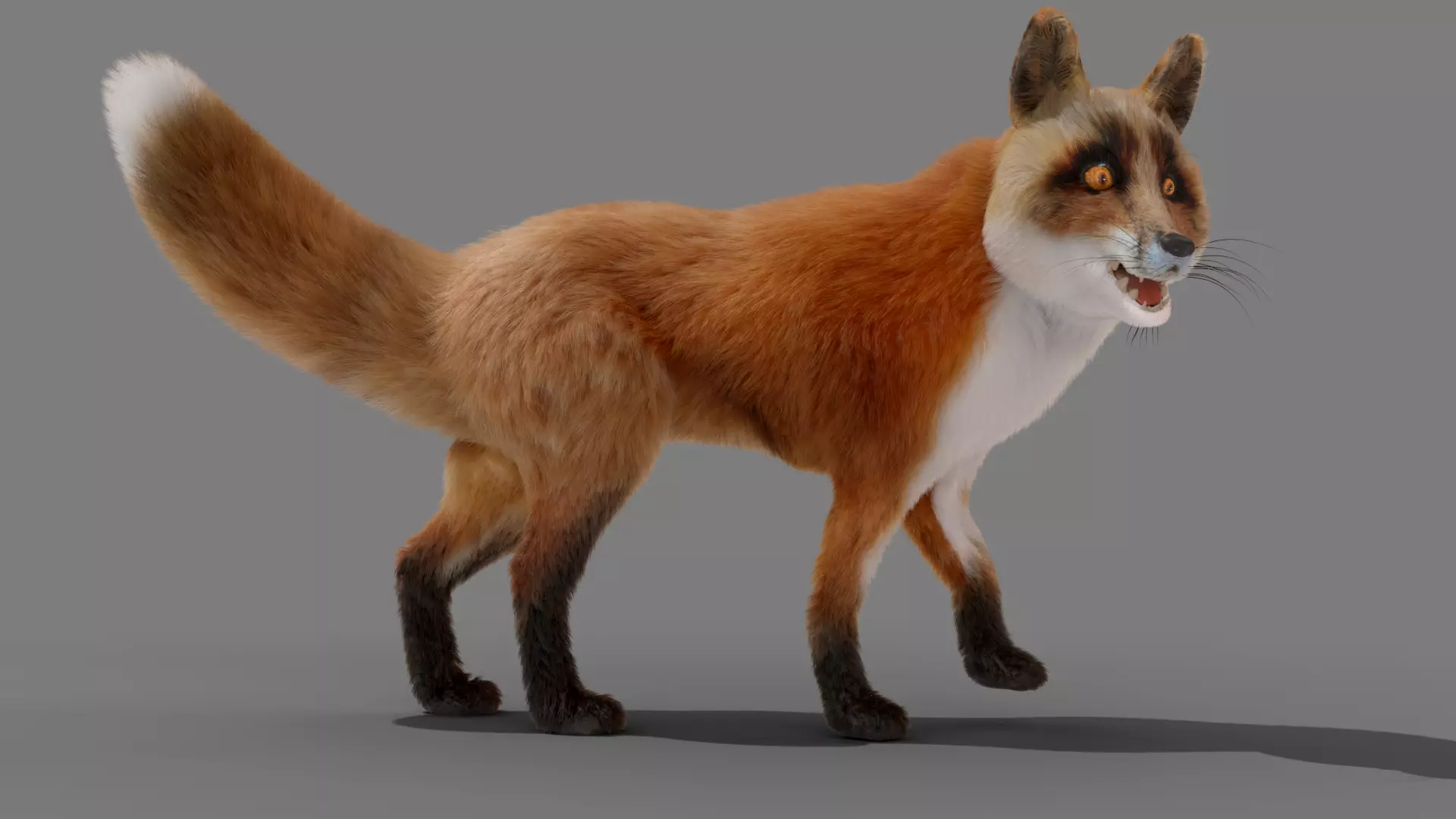 Fur Fox Rigged 02 Low-poly 3D model_0