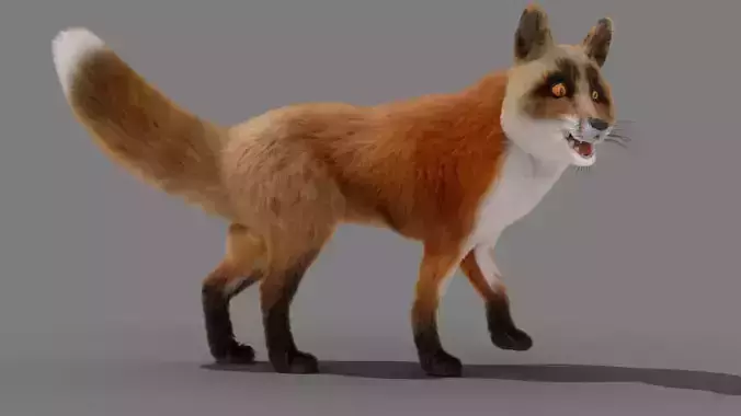 Fur Fox Rigged 02