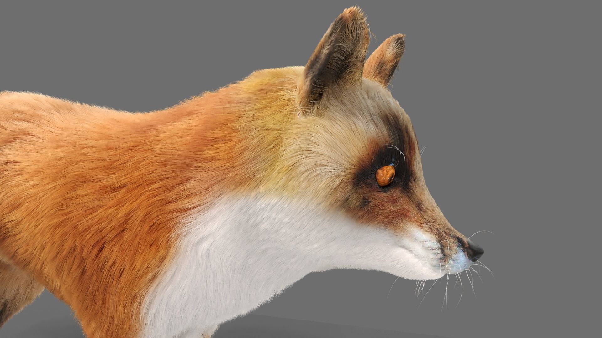 Fur Fox Rigged 02 Low-poly 3D model_4