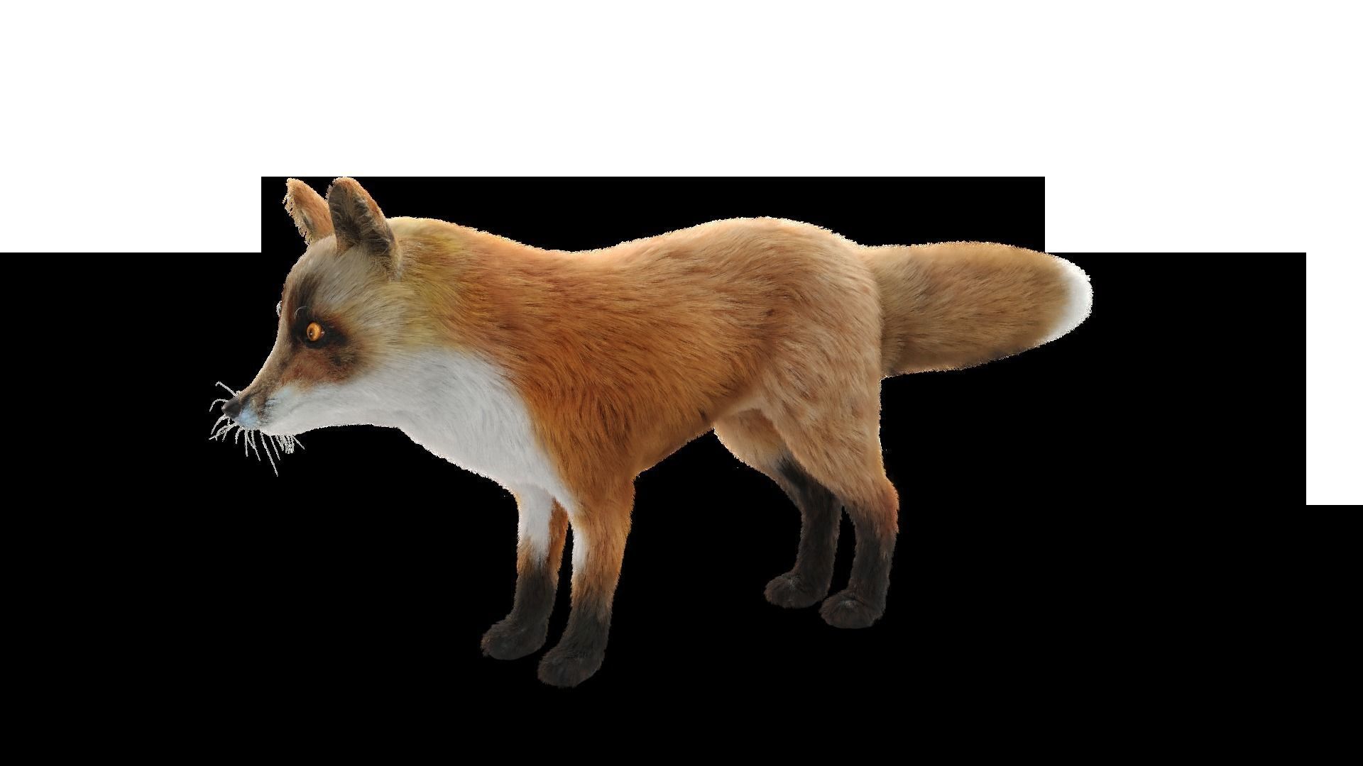Fur Fox Rigged 02 Low-poly 3D model_6