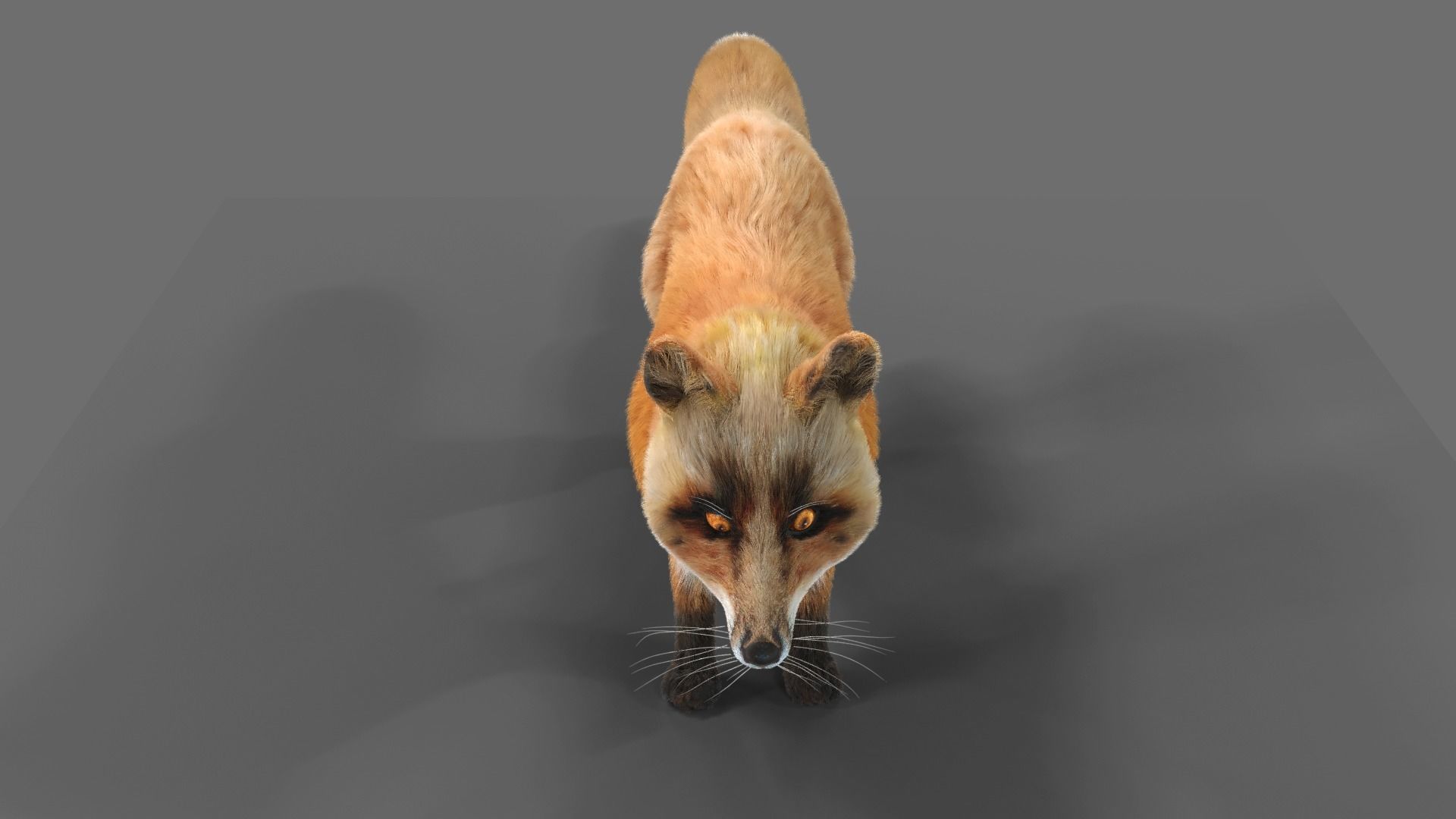 Fur Fox Rigged 02 Low-poly 3D model_9