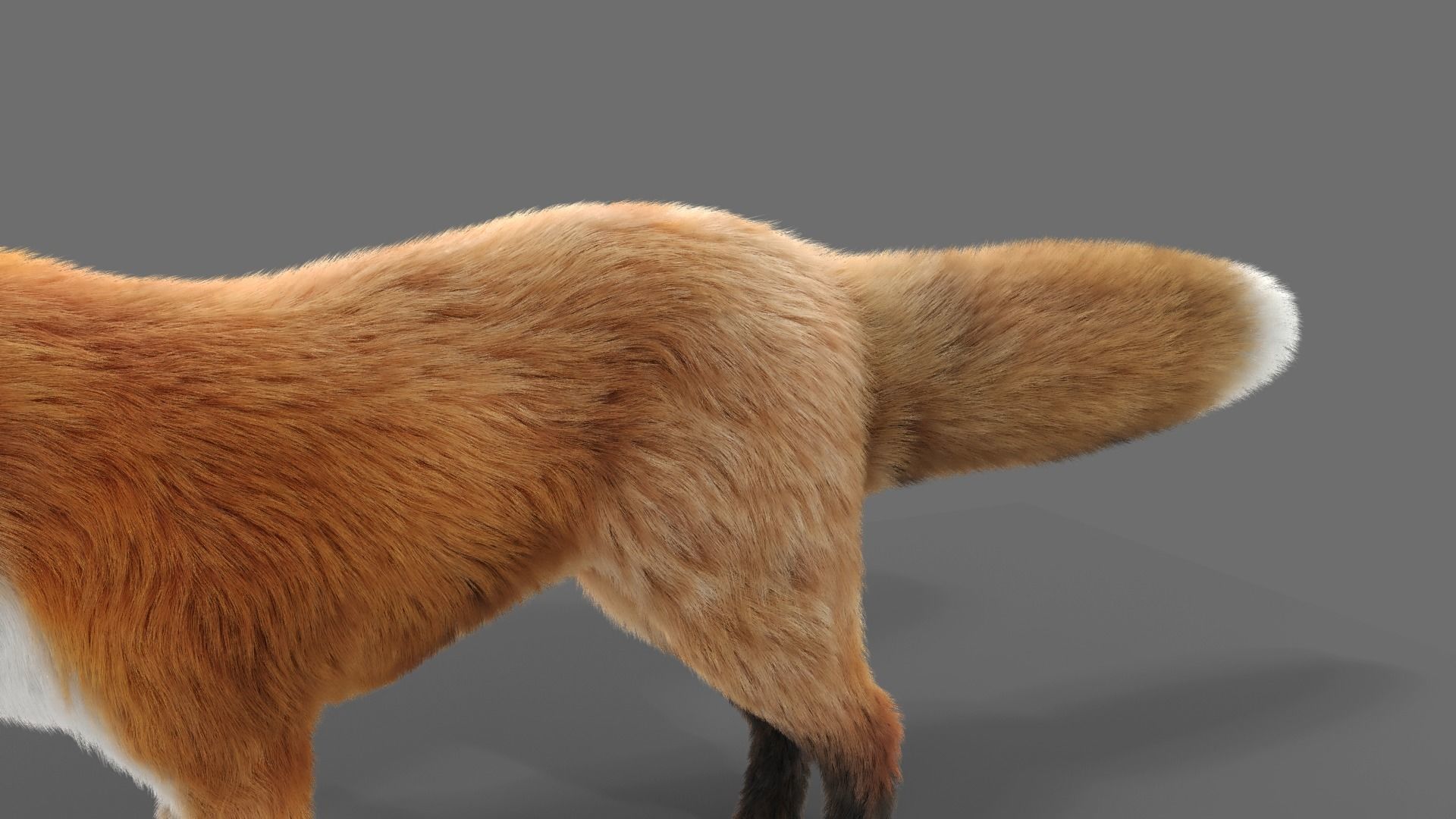 Fur Fox Rigged 02 Low-poly 3D model_7
