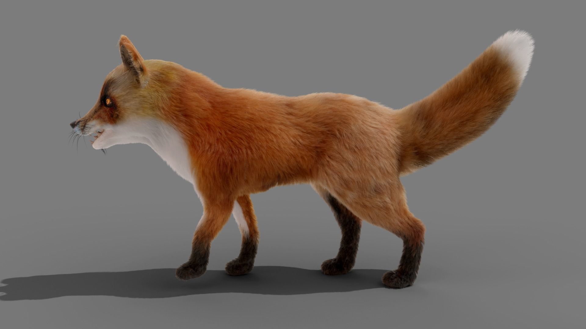 Fur Fox Rigged 02 Low-poly 3D model_3