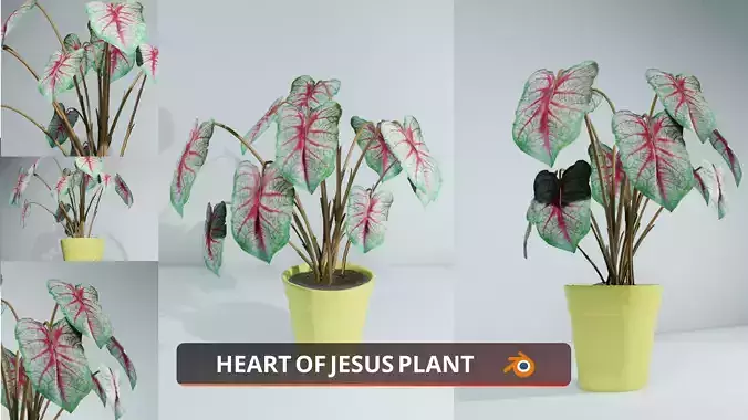 HEART OF JESUS PLANT Low-poly 3D model