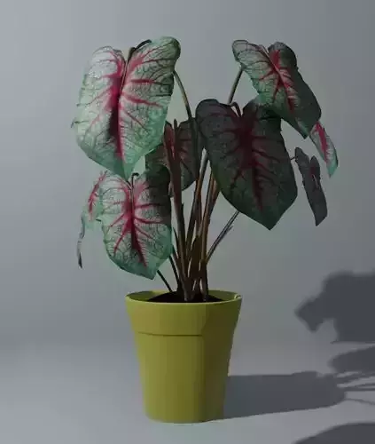 Indoor plant bicolor caladium