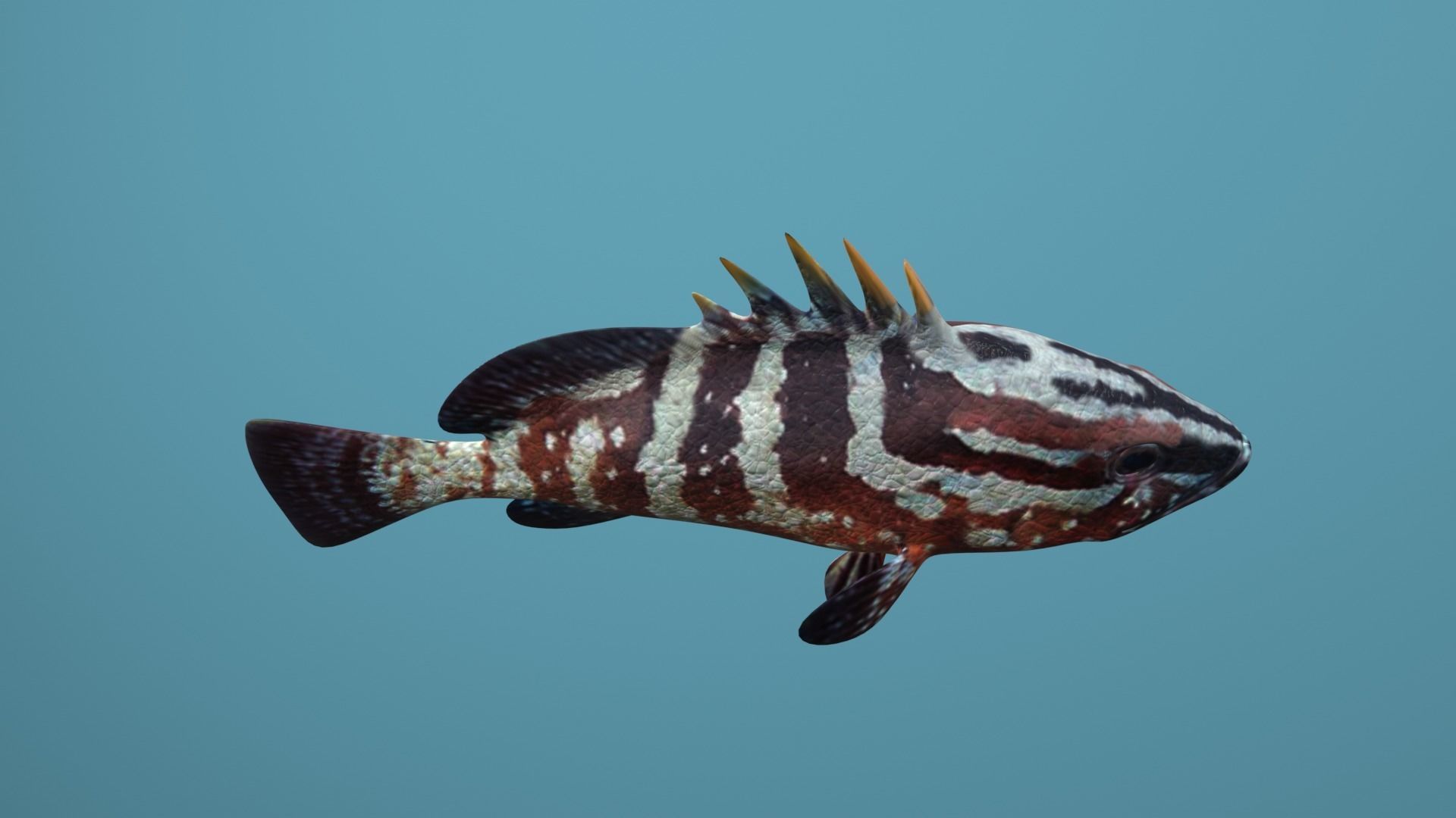 Nassau Grouper Low-poly 3D model_34