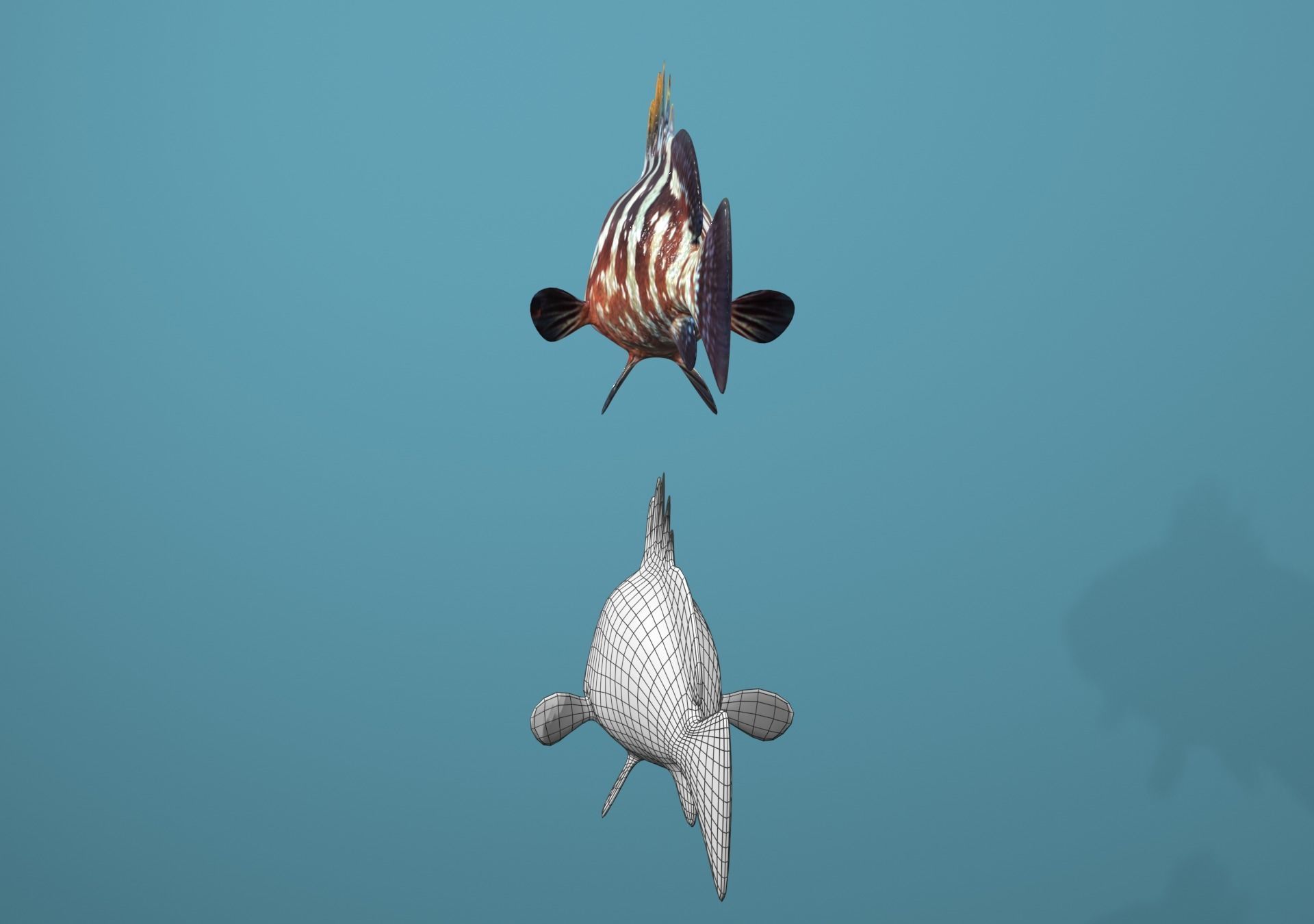 Nassau Grouper Low-poly 3D model_7