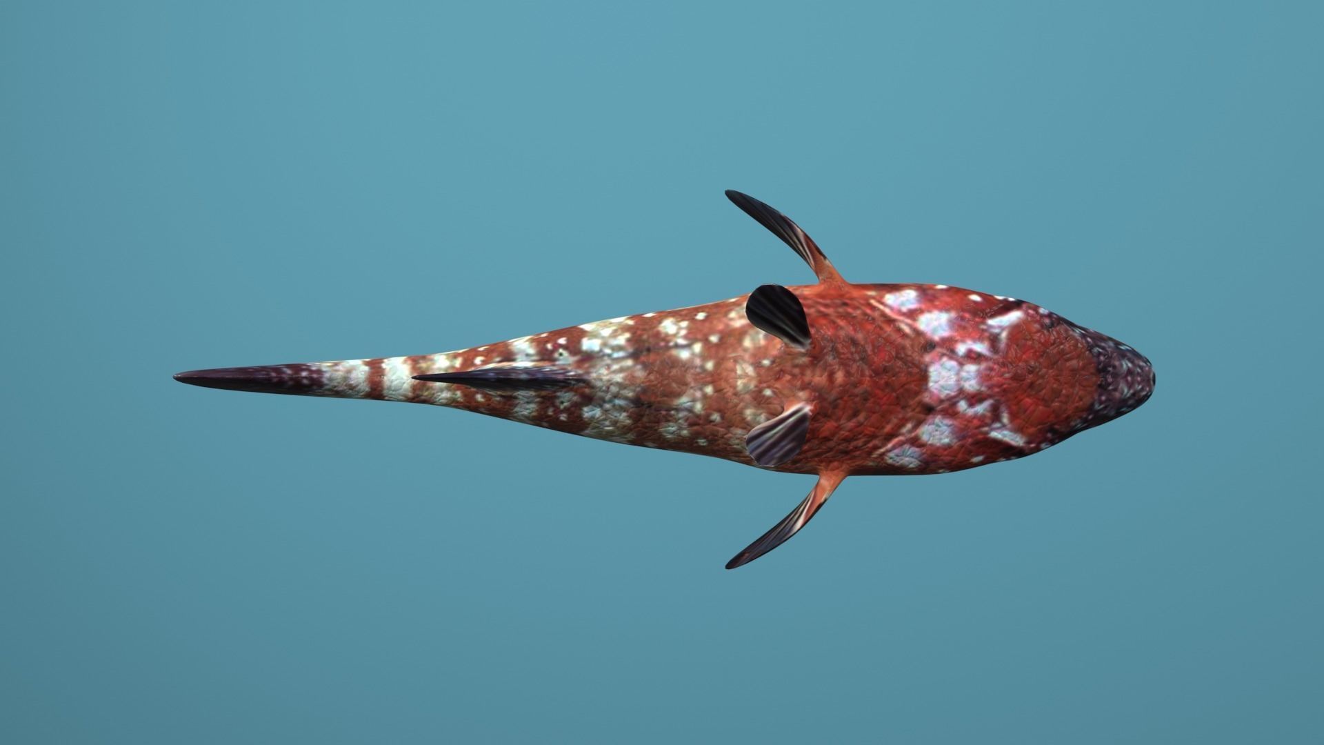 Nassau Grouper Low-poly 3D model_42