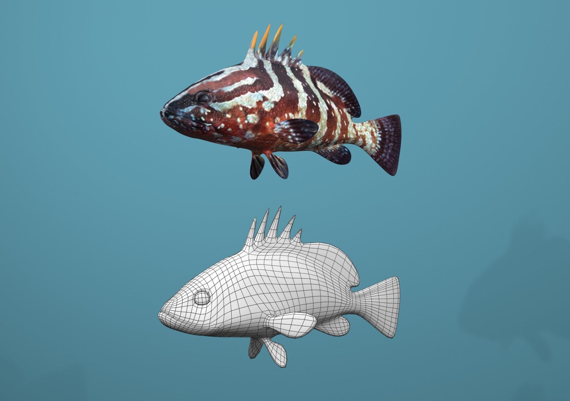 Nassau Grouper Low-poly 3D model_12