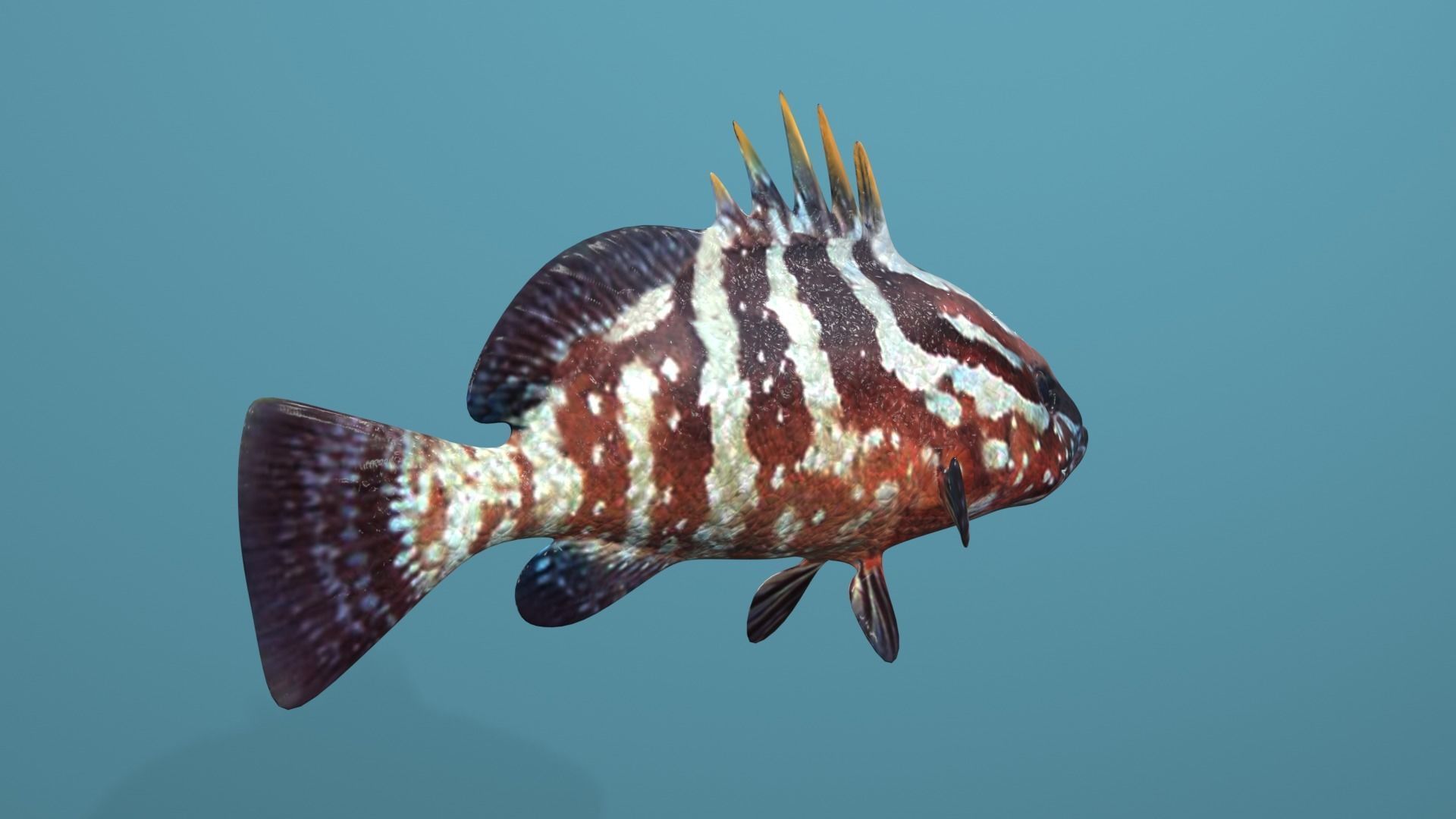 Nassau Grouper Low-poly 3D model_23