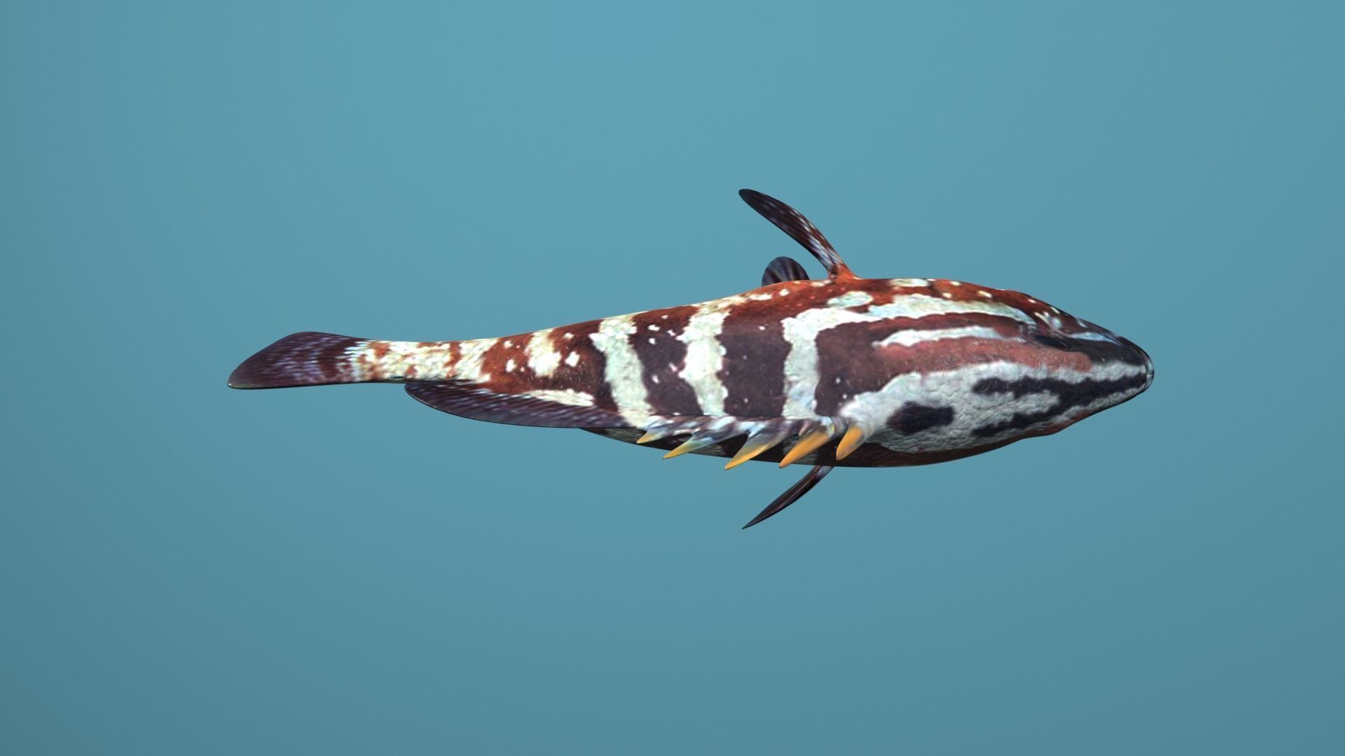 Nassau Grouper Low-poly 3D model_36
