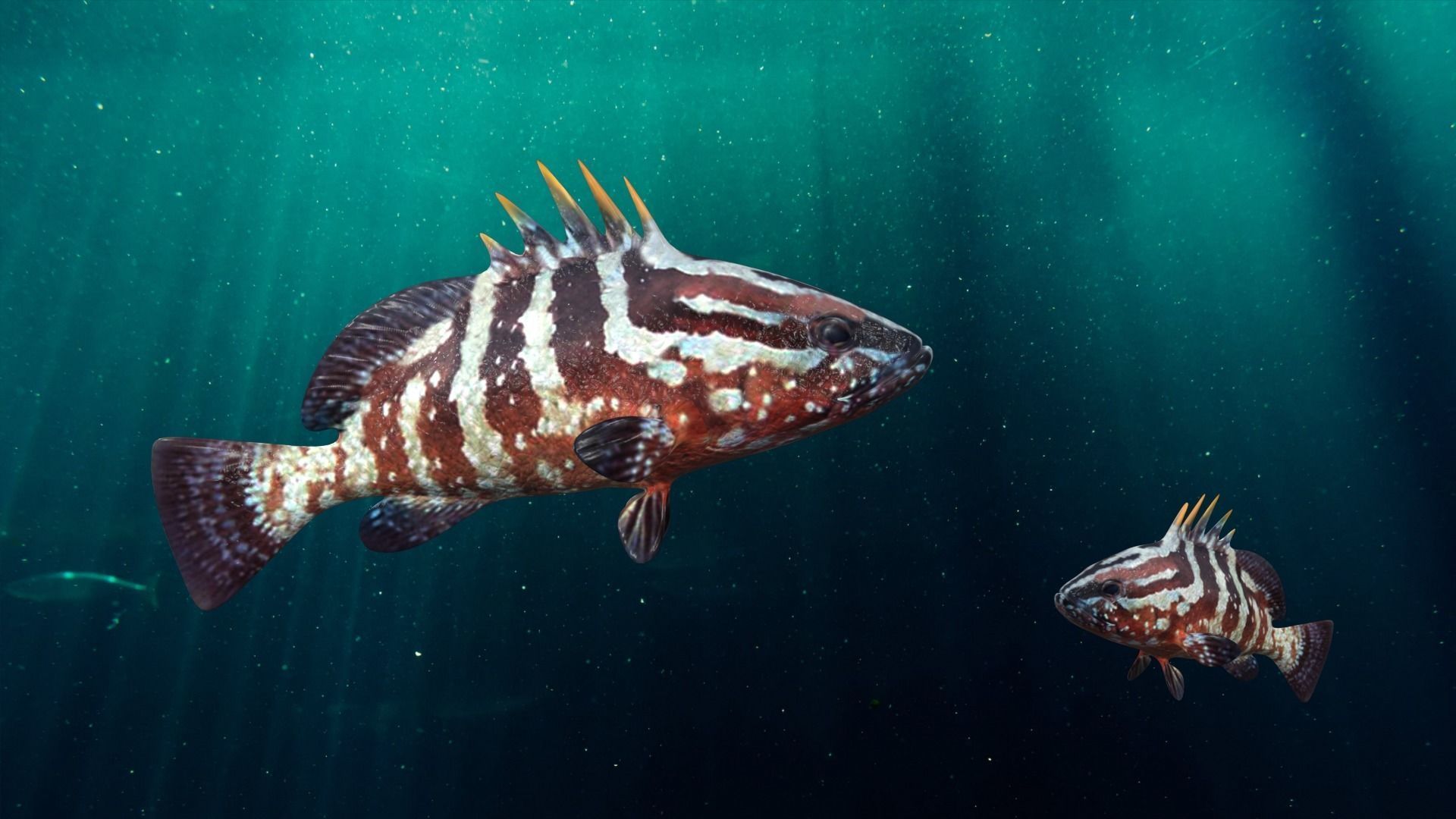 Nassau Grouper Low-poly 3D model_18