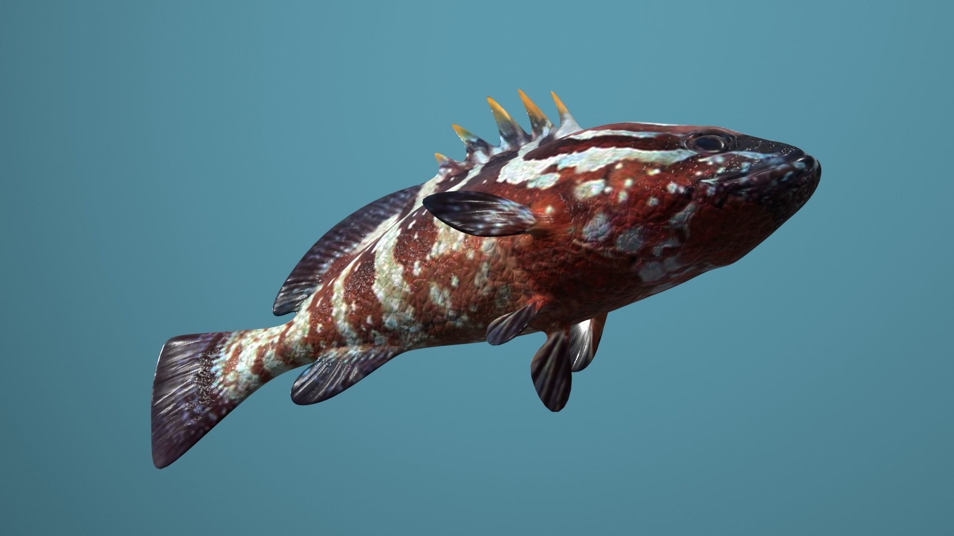 Nassau Grouper Low-poly 3D model_27