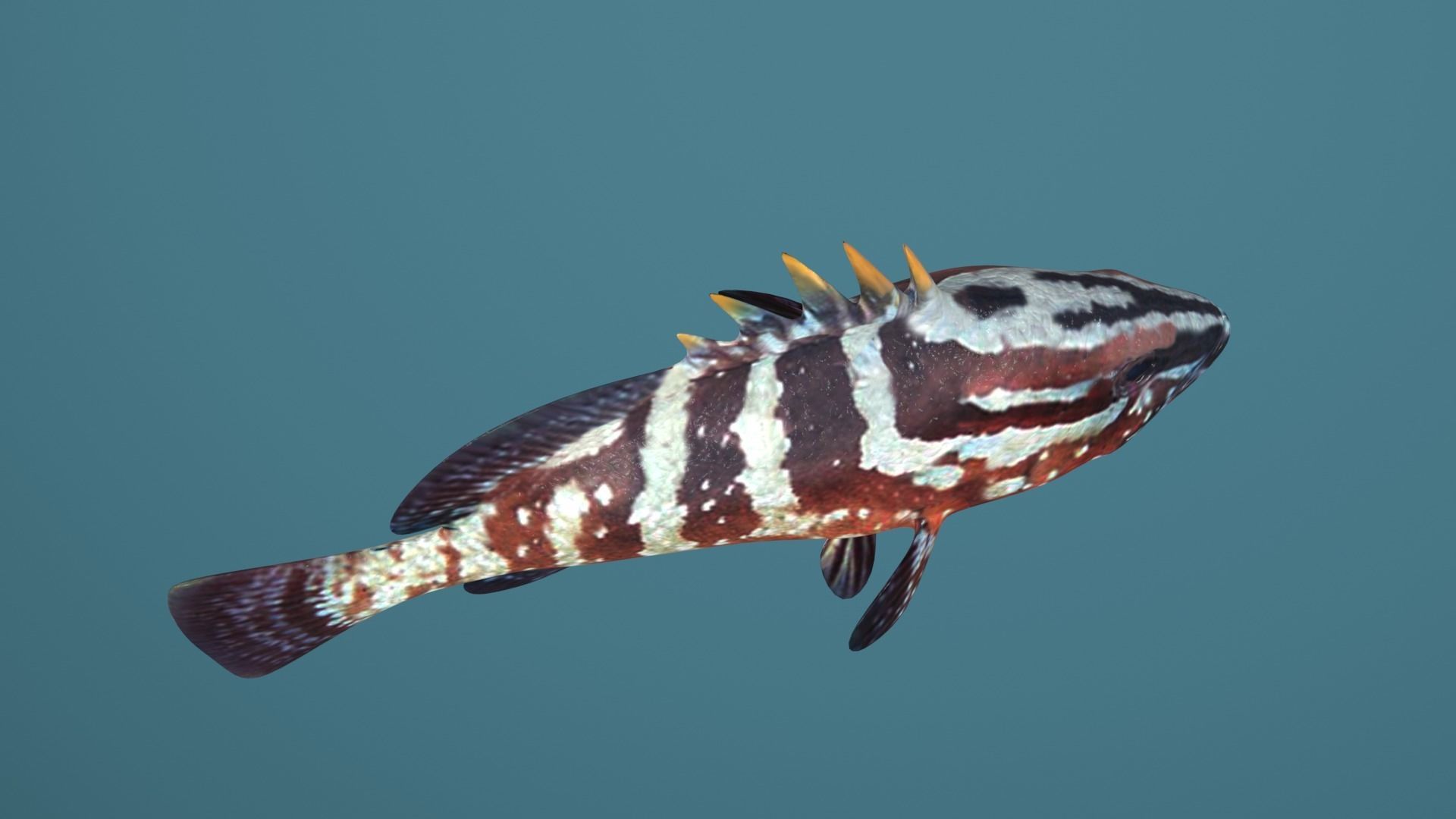 Nassau Grouper Low-poly 3D model_25