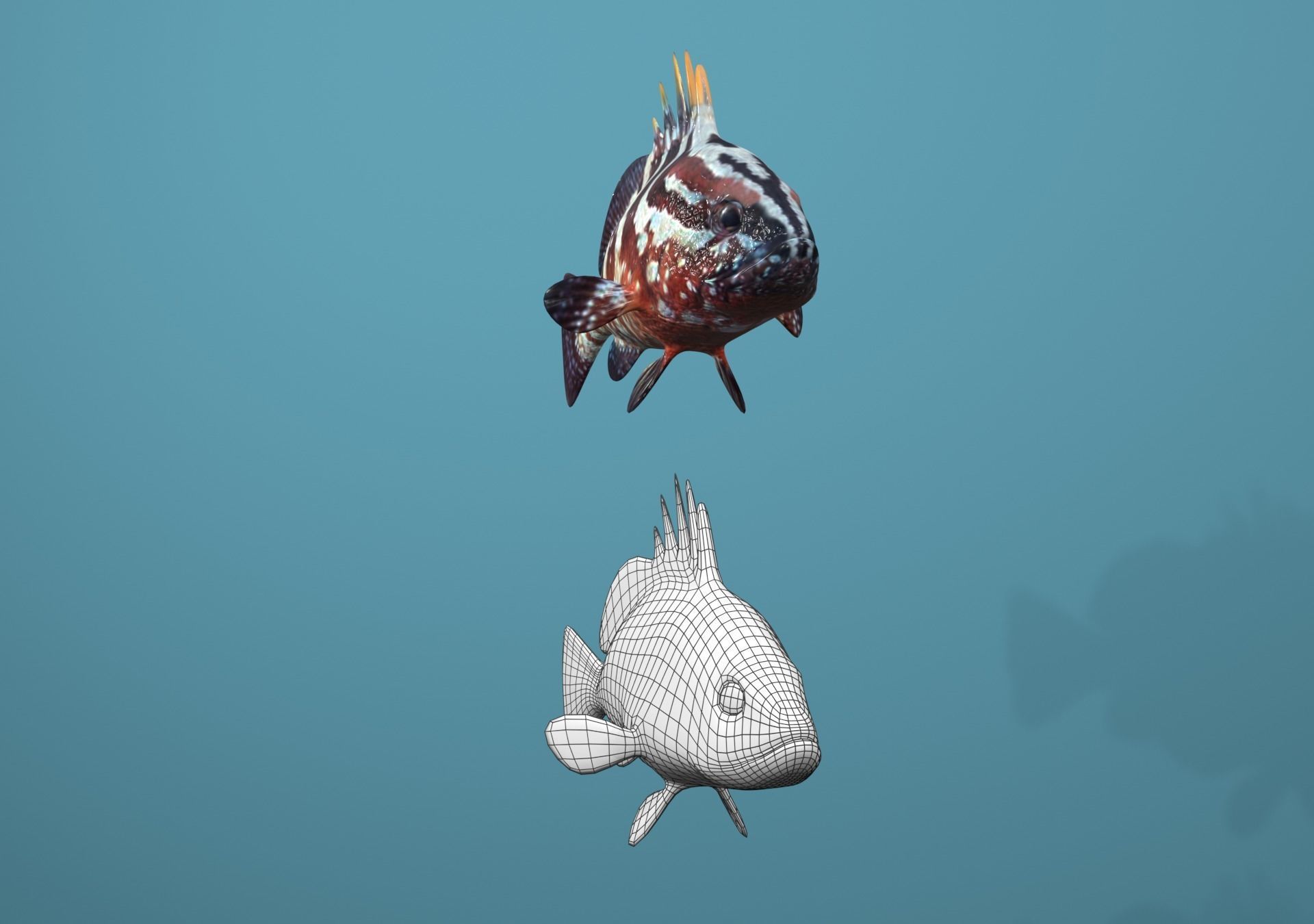 Nassau Grouper Low-poly 3D model_15