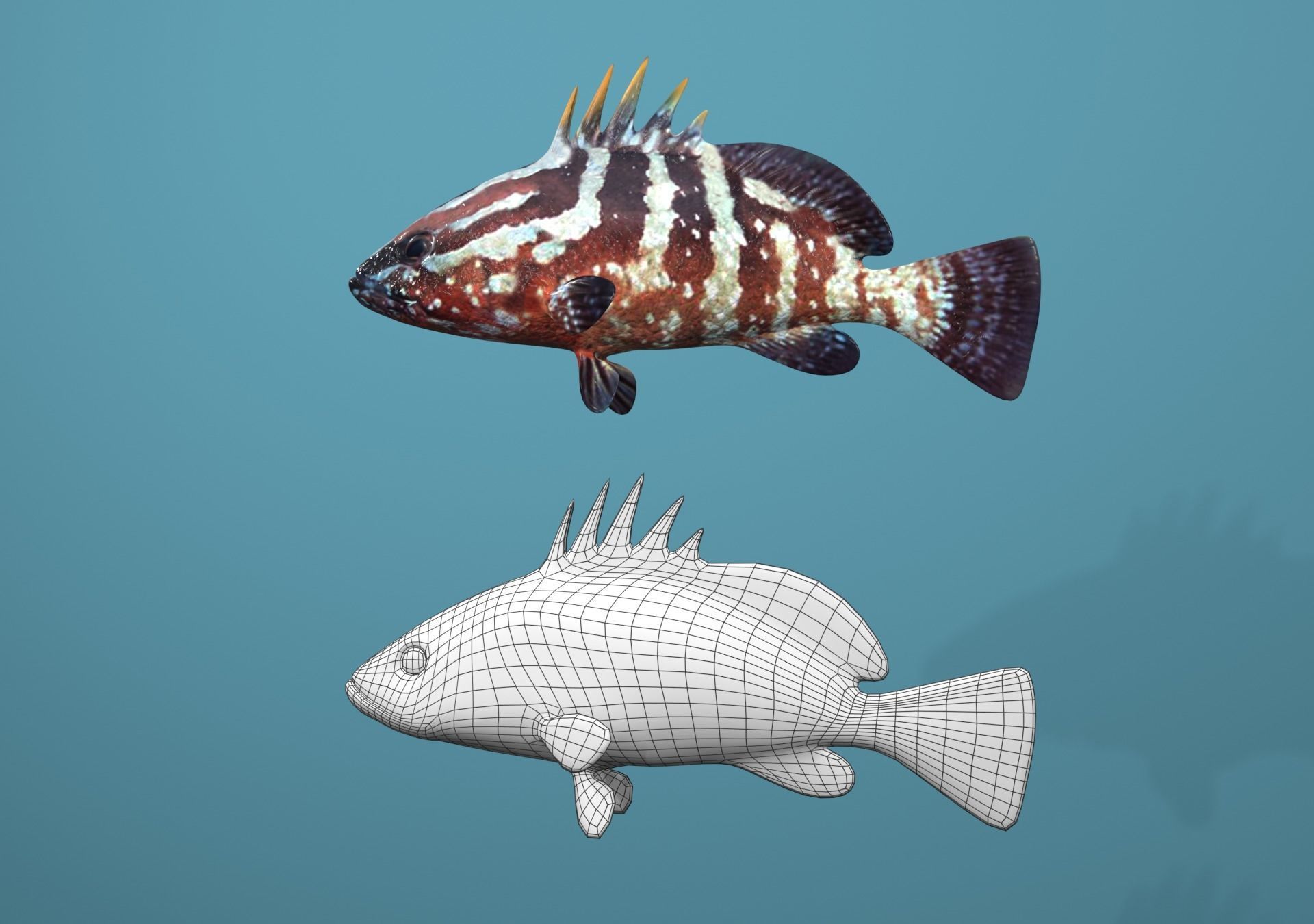 Nassau Grouper Low-poly 3D model_10