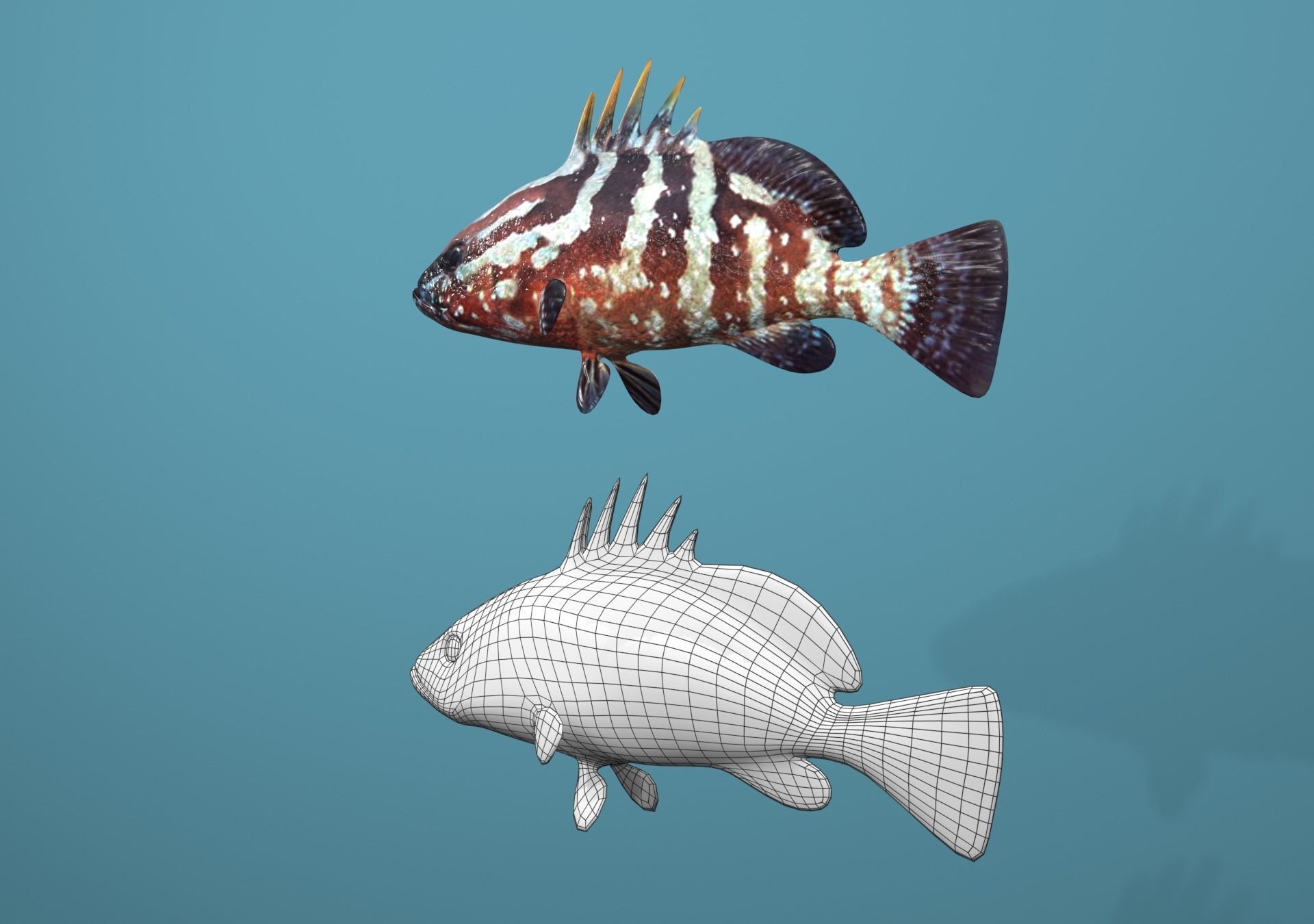 Nassau Grouper Low-poly 3D model_9
