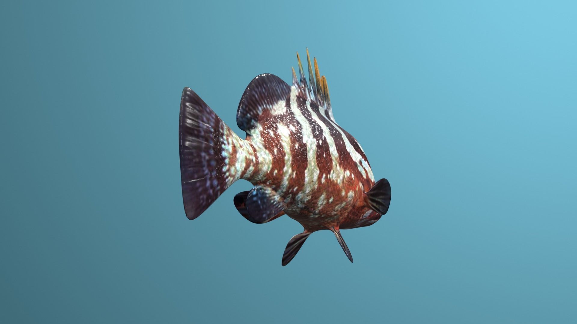 Nassau Grouper Low-poly 3D model_29