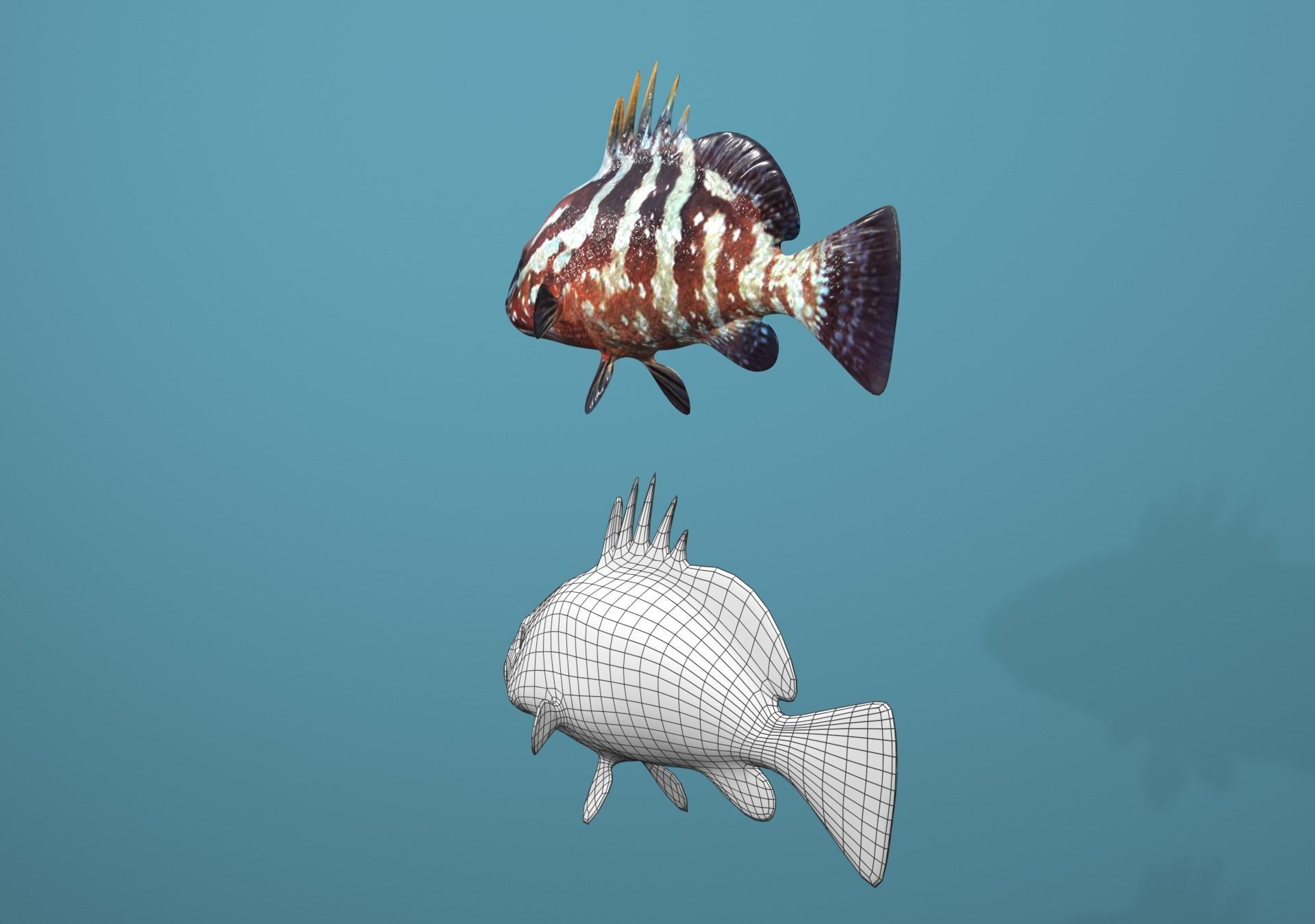 Nassau Grouper Low-poly 3D model_8