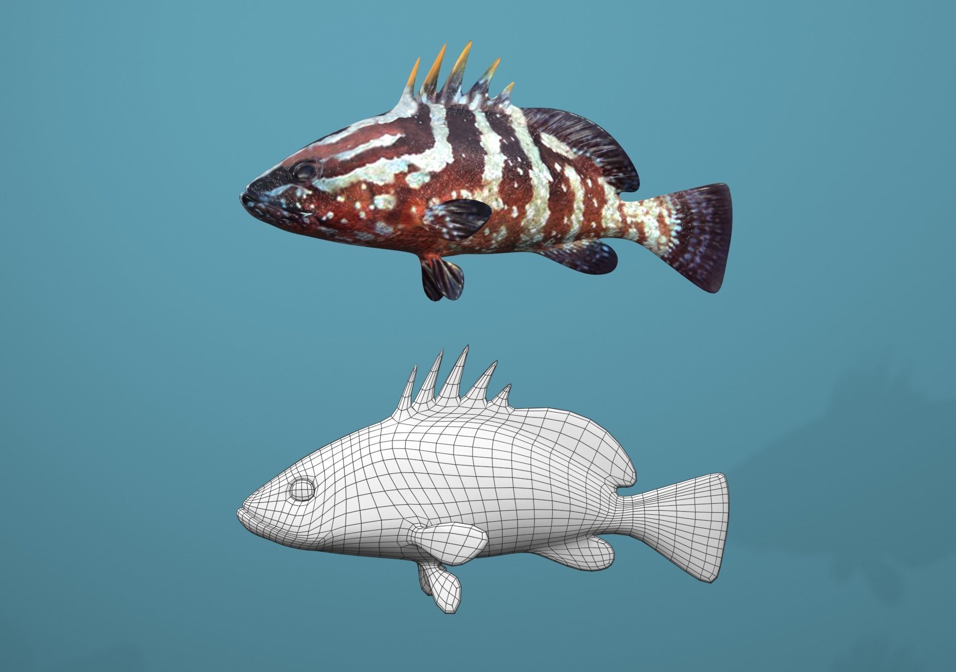 Nassau Grouper Low-poly 3D model_11