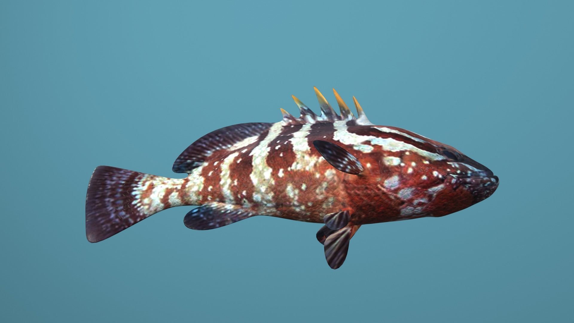 Nassau Grouper Low-poly 3D model_44