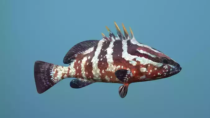 Nassau Grouper Low-poly 3D model