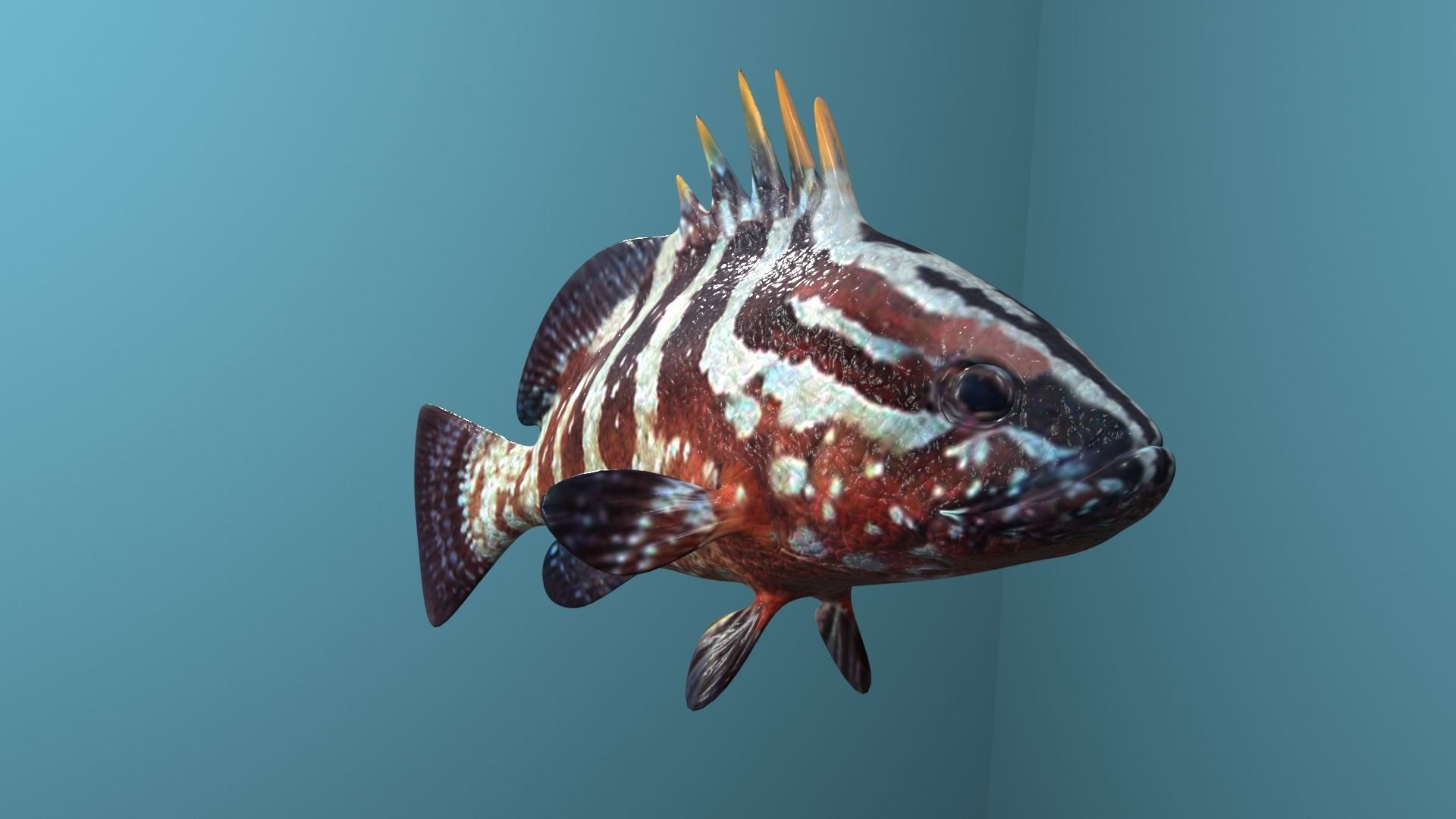 Nassau Grouper Low-poly 3D model_19