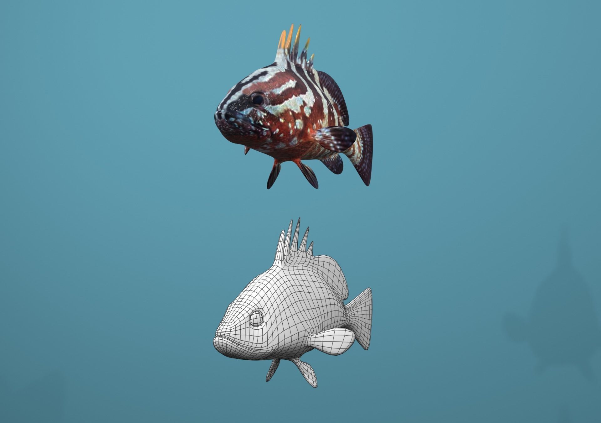 Nassau Grouper Low-poly 3D model_13