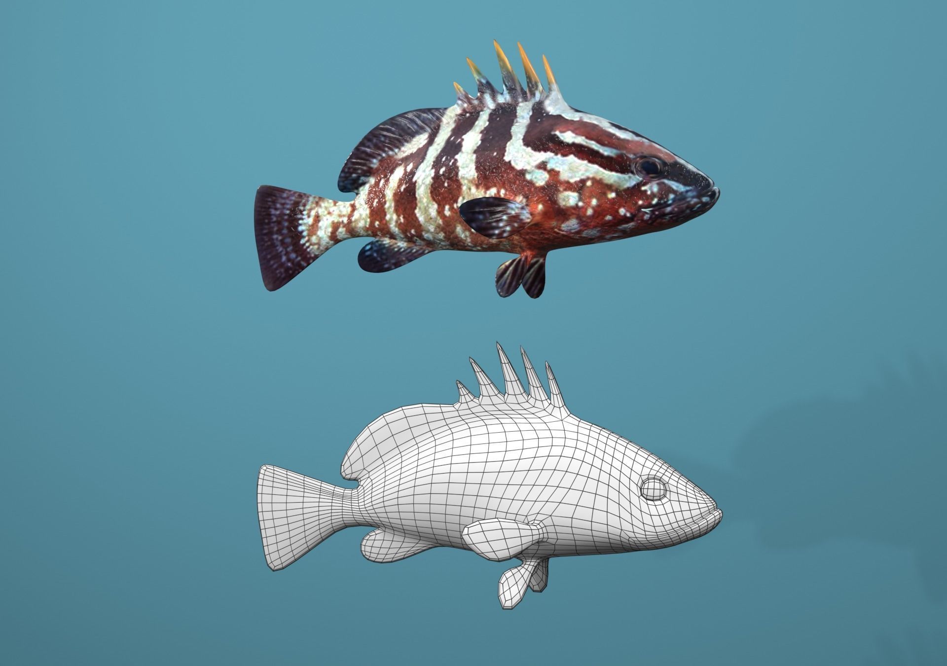 Nassau Grouper Low-poly 3D model_17