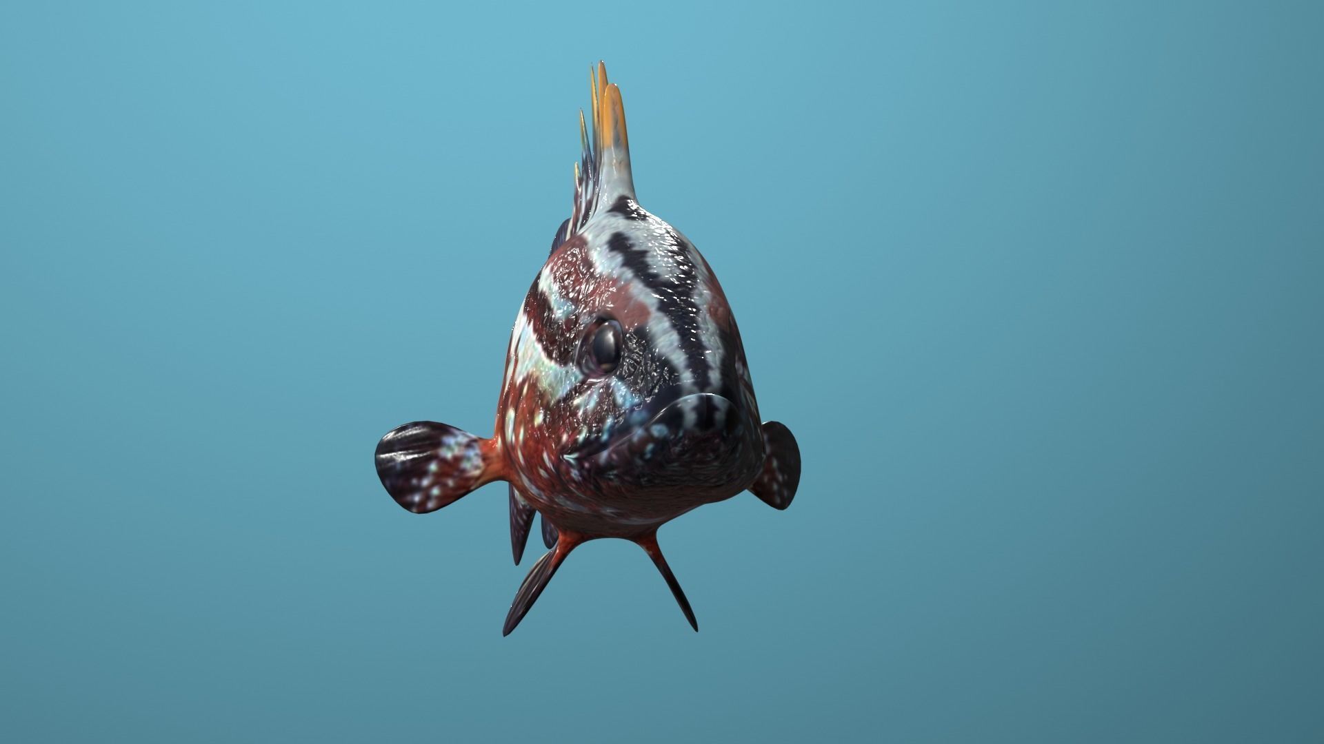 Nassau Grouper Low-poly 3D model_21