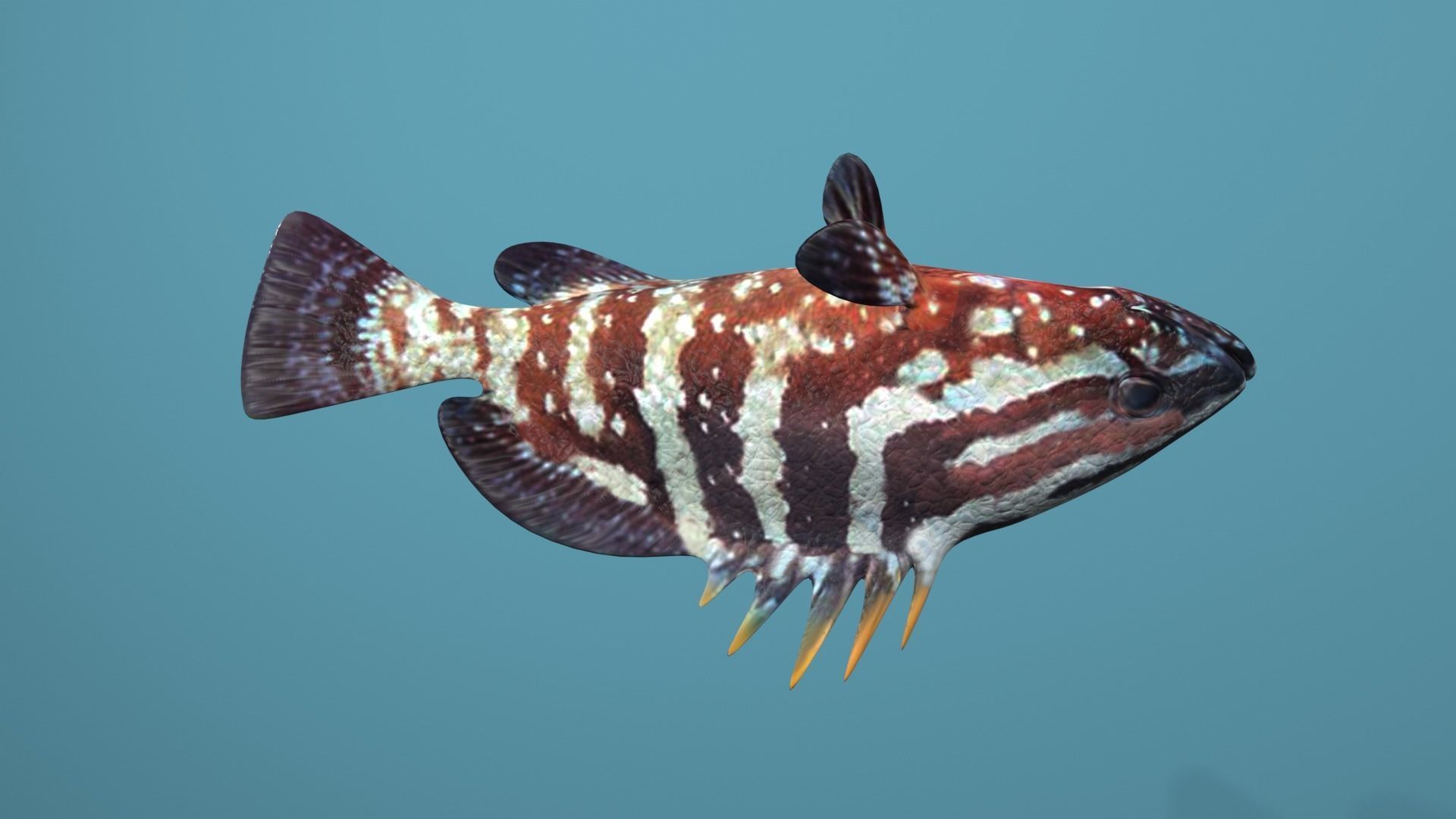 Nassau Grouper Low-poly 3D model_38