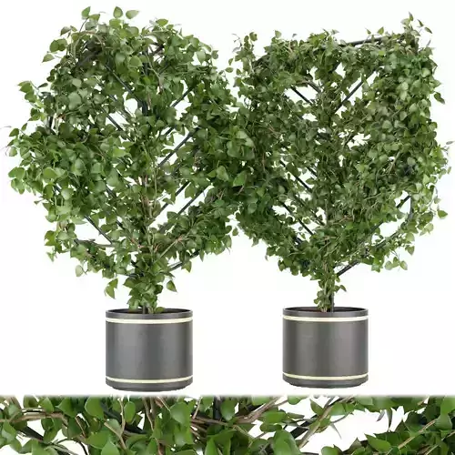 Collection plant vol 101 Free 3D model