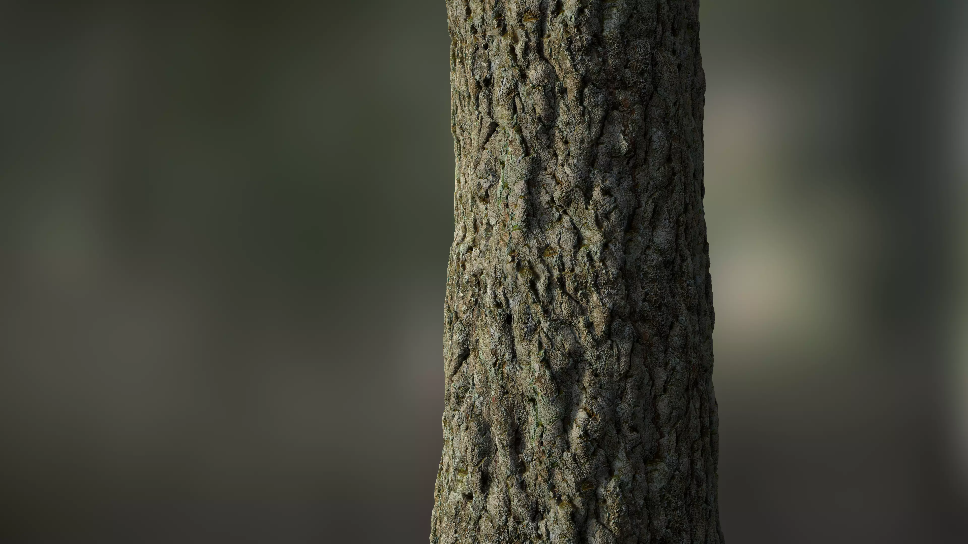 Tree Bark Seamless 10 Texture