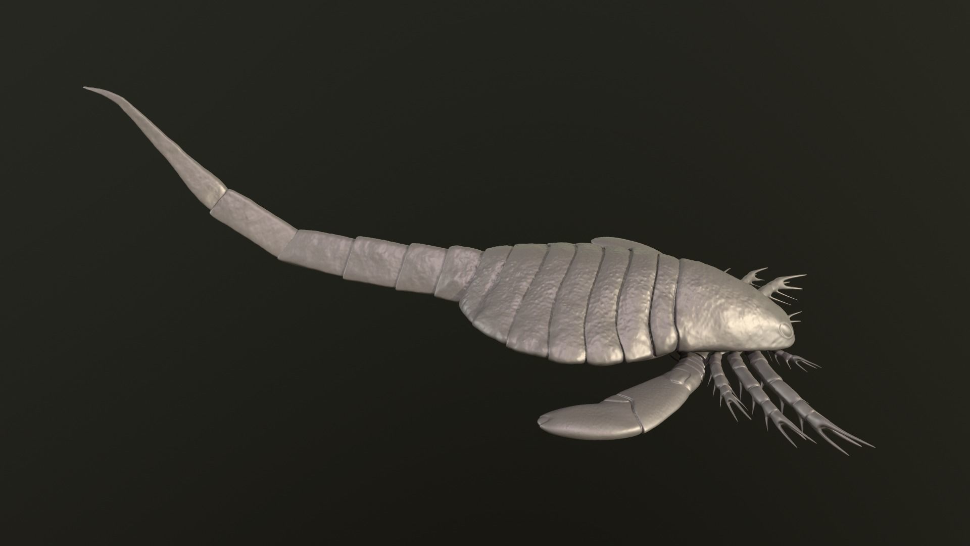 Carcinosoma  3D print model_4