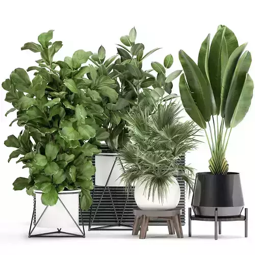 Houseplants in a flowerpot for the interior 935